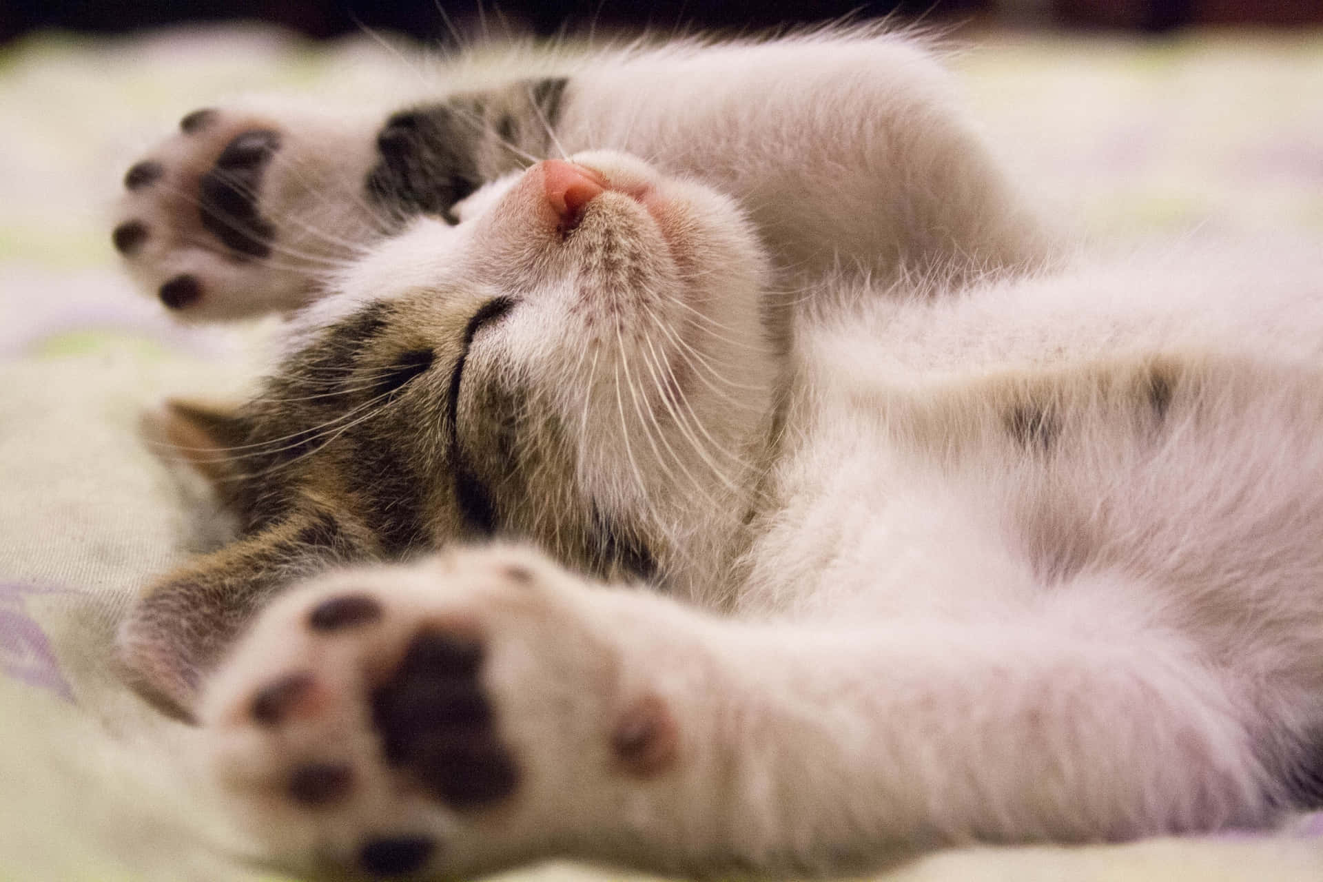 Sleeping Baby Cute Cat PFP Wallpaper