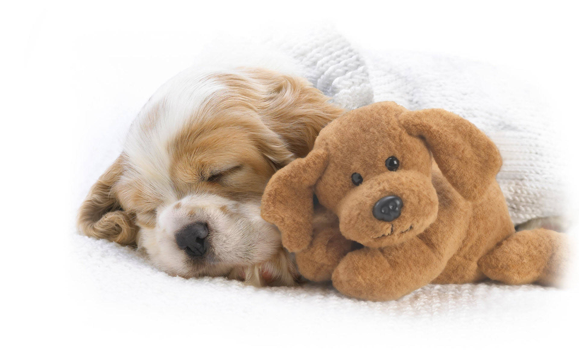 Sleeping Baby Dog With Teddy Bear Background