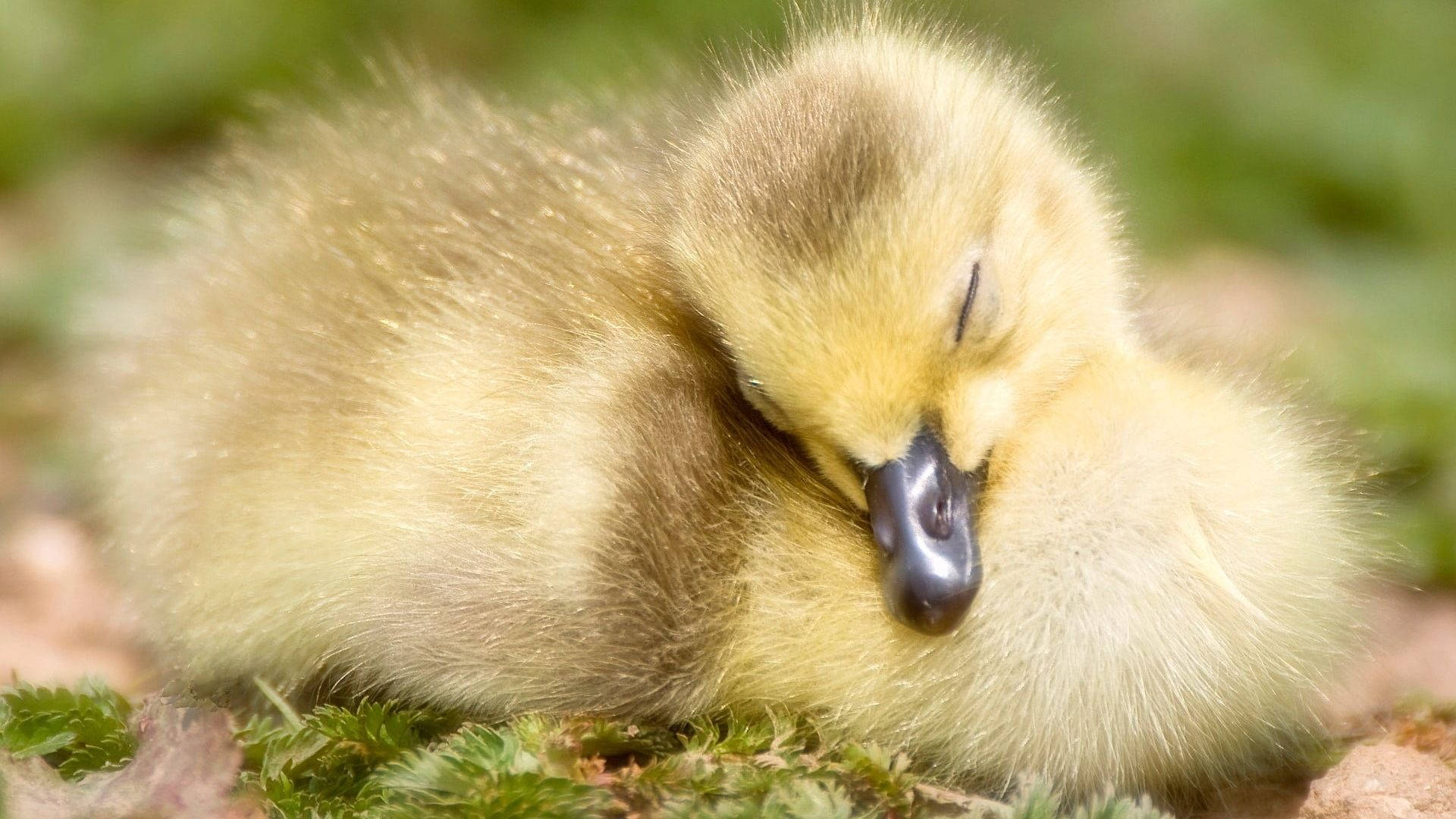 Sovende Baby Duck Wallpaper