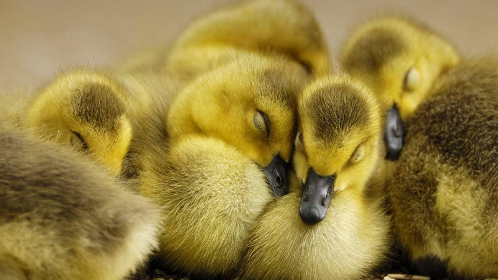 Sleeping Baby Ducks Wallpaper