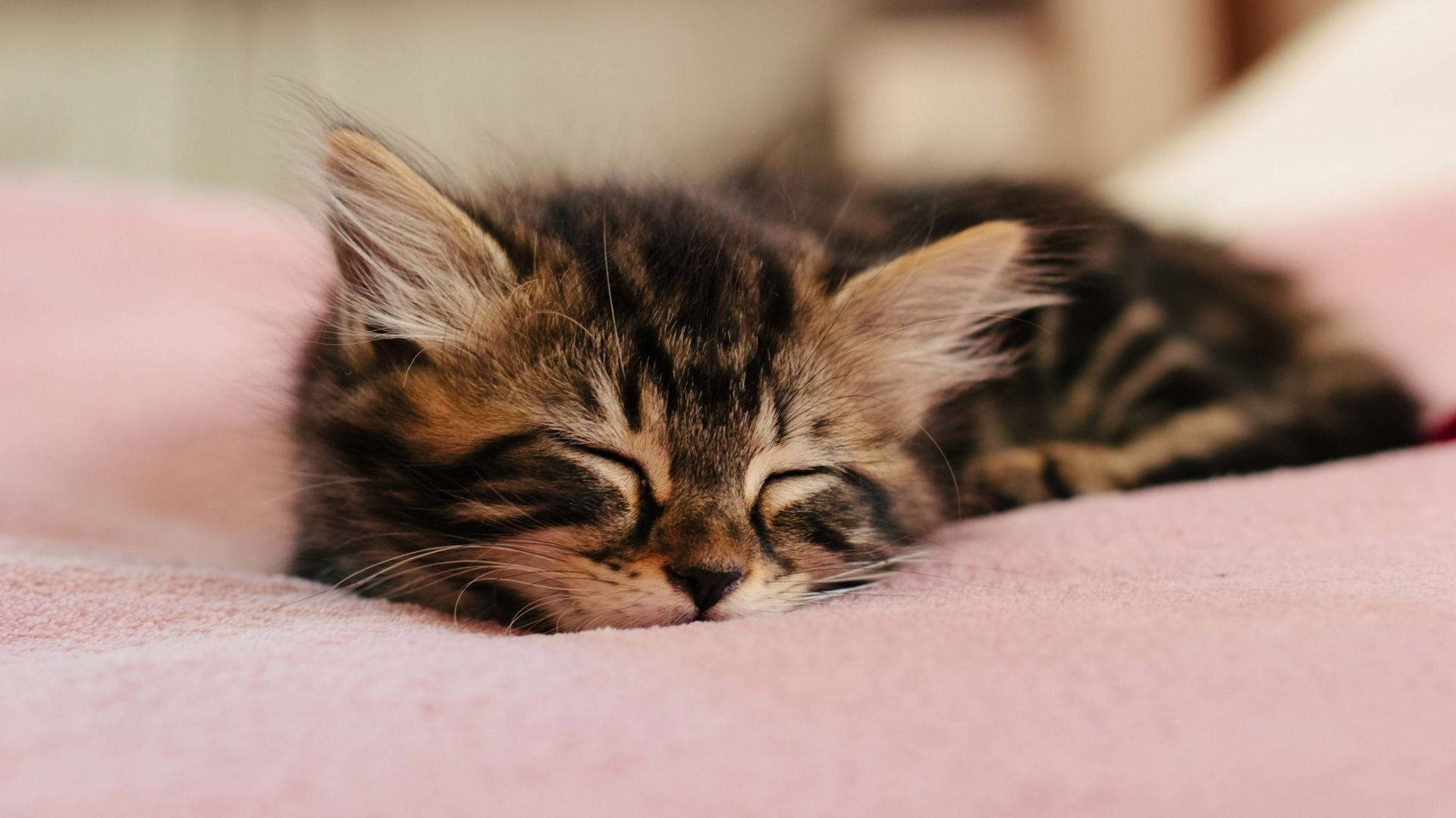Sleeping Baby Kitten Animal Wallpaper