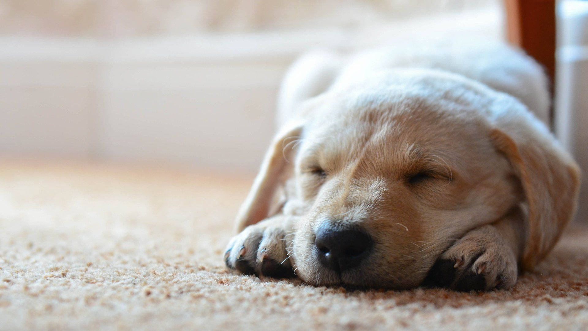 Sleeping Baby Labrador Dog On A Mat Wallpaper