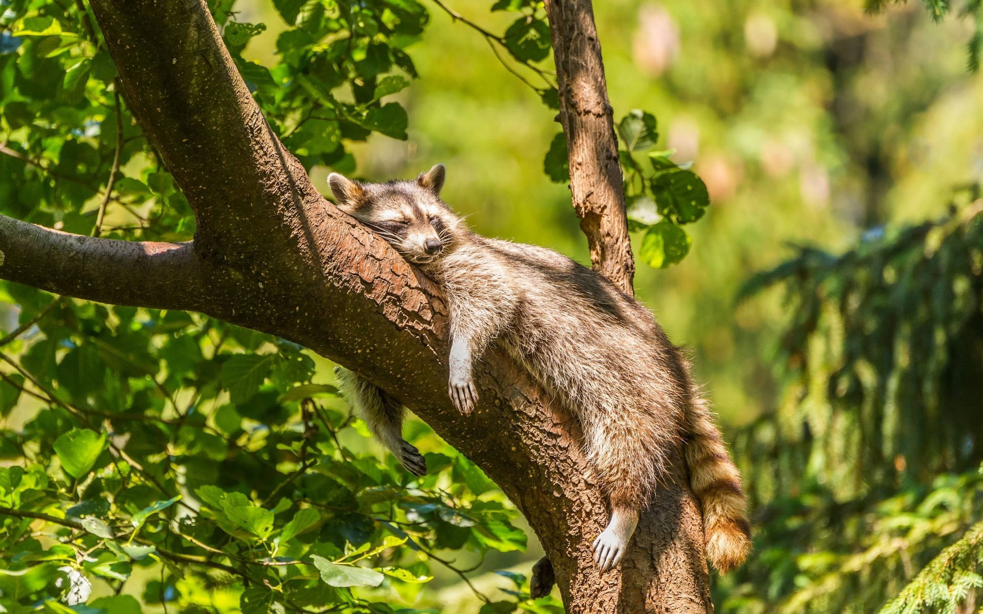 Sleeping Baby Raccoon Background