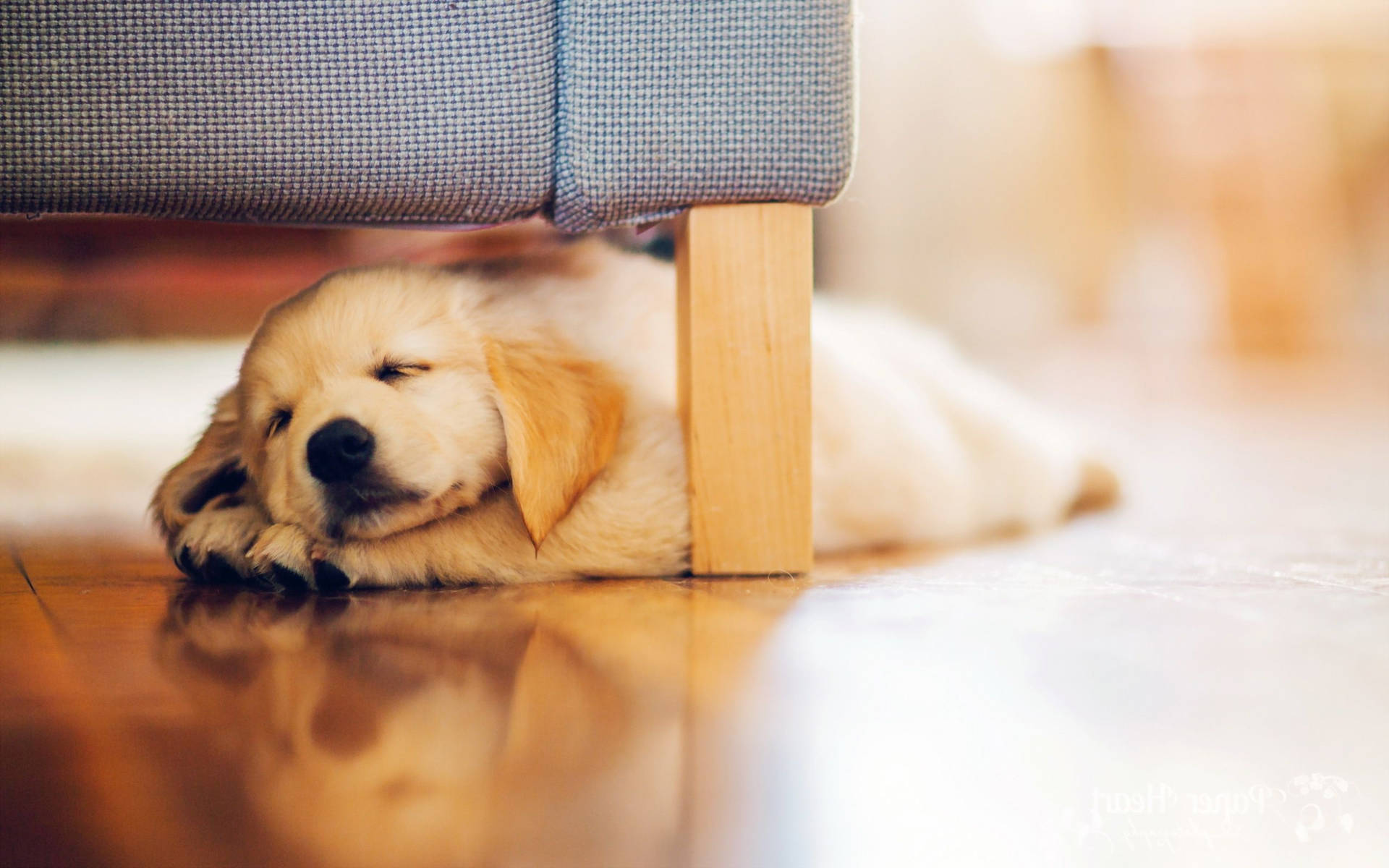 Sleeping Baby Retriever Dog Under The Couch Wallpaper