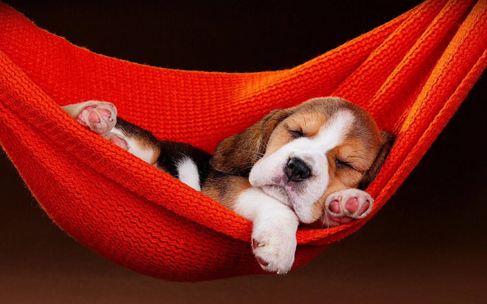 Sleeping Beagle Dog On Red Hammock Background