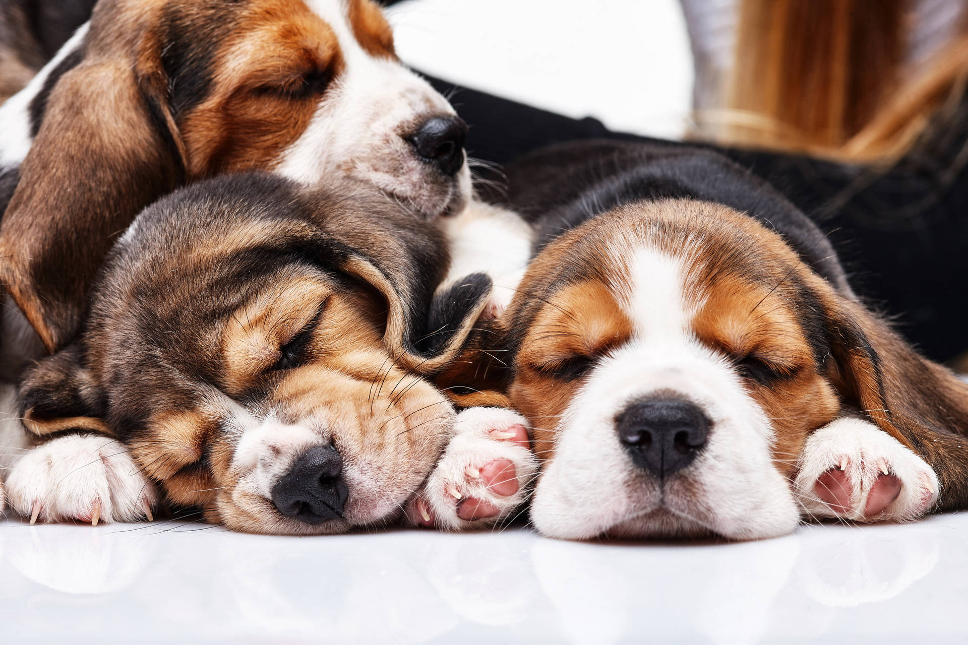 Sleeping Beagle Puppies Wallpaper