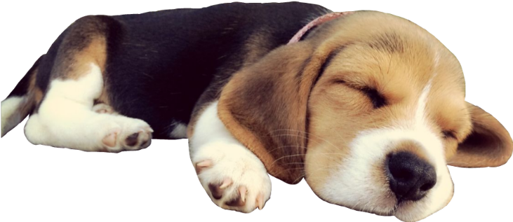 Sleeping Beagle Puppy SVG