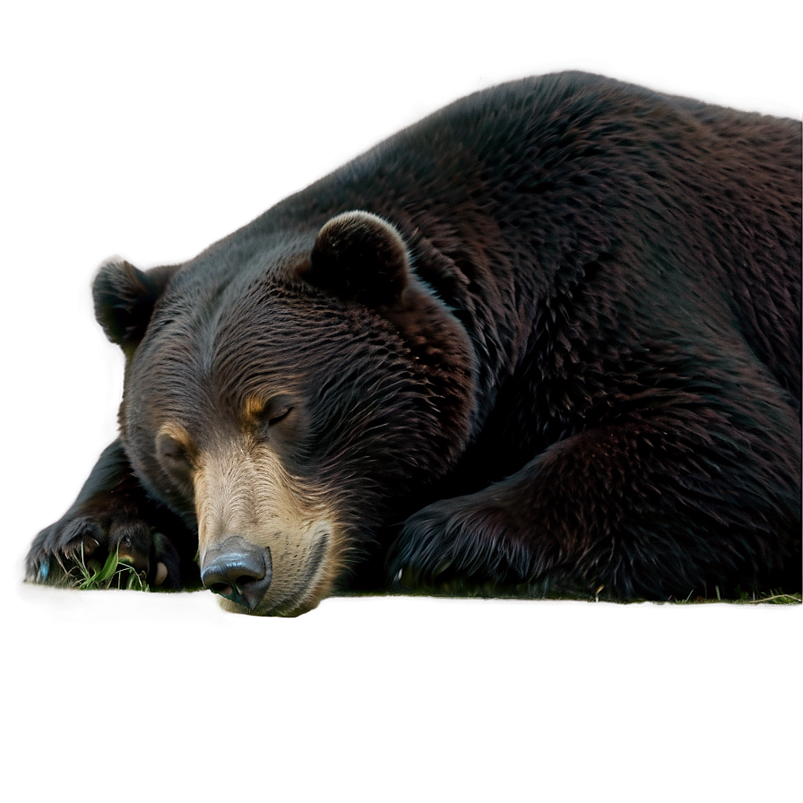 Sleeping Bear Png 59 PNG