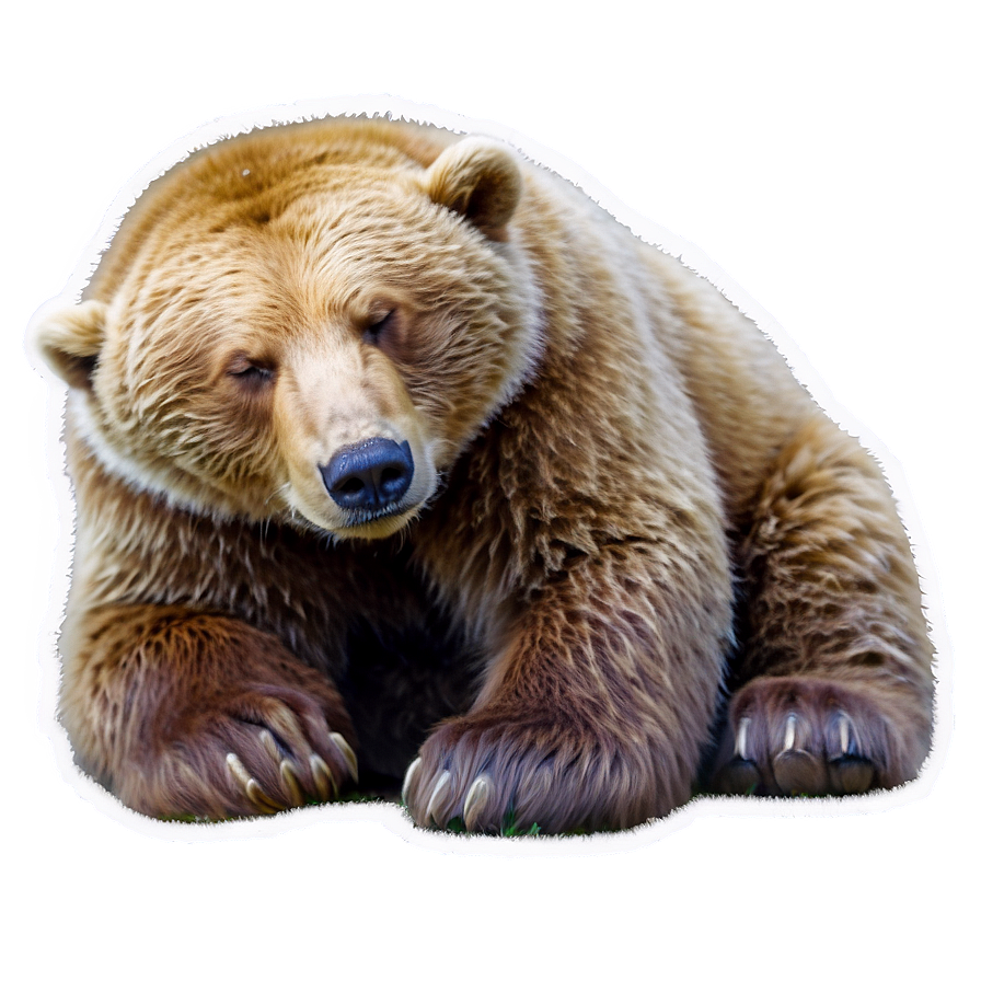 Sleeping Bear Png Cnw5 PNG