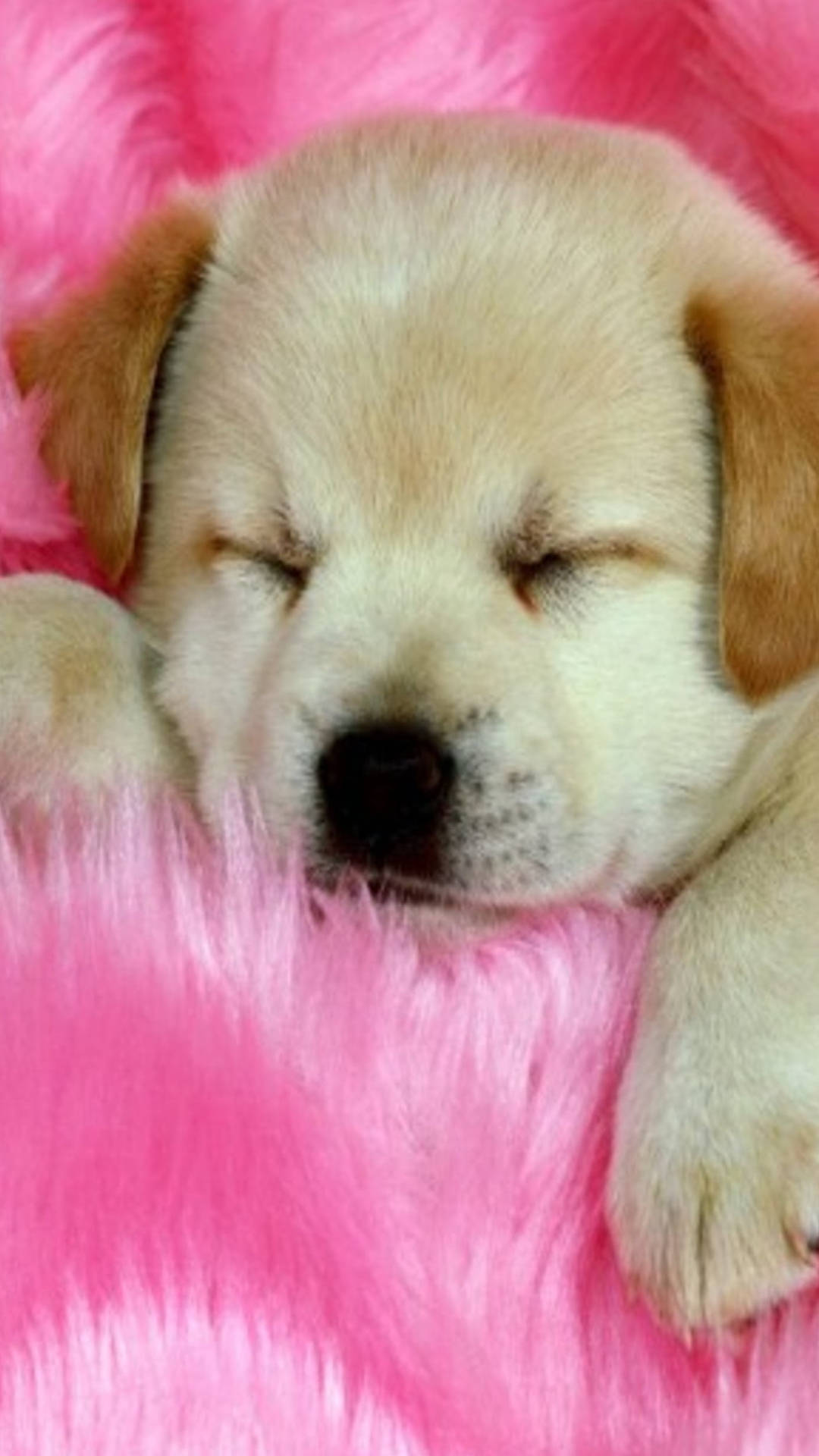 Sleeping Brown Puppy Wallpaper