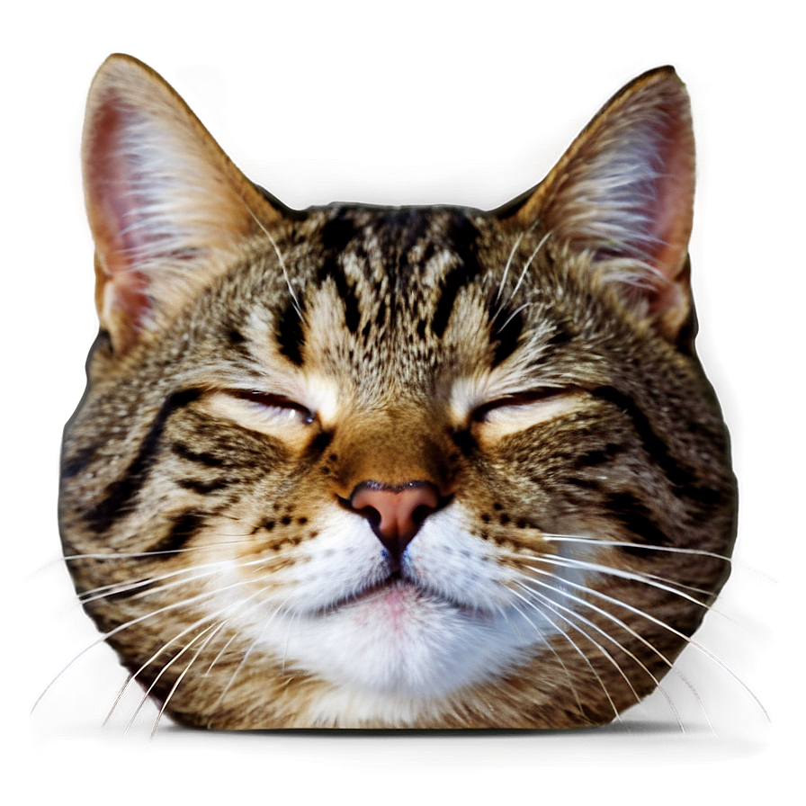Sleeping Cat Face Png 64 PNG