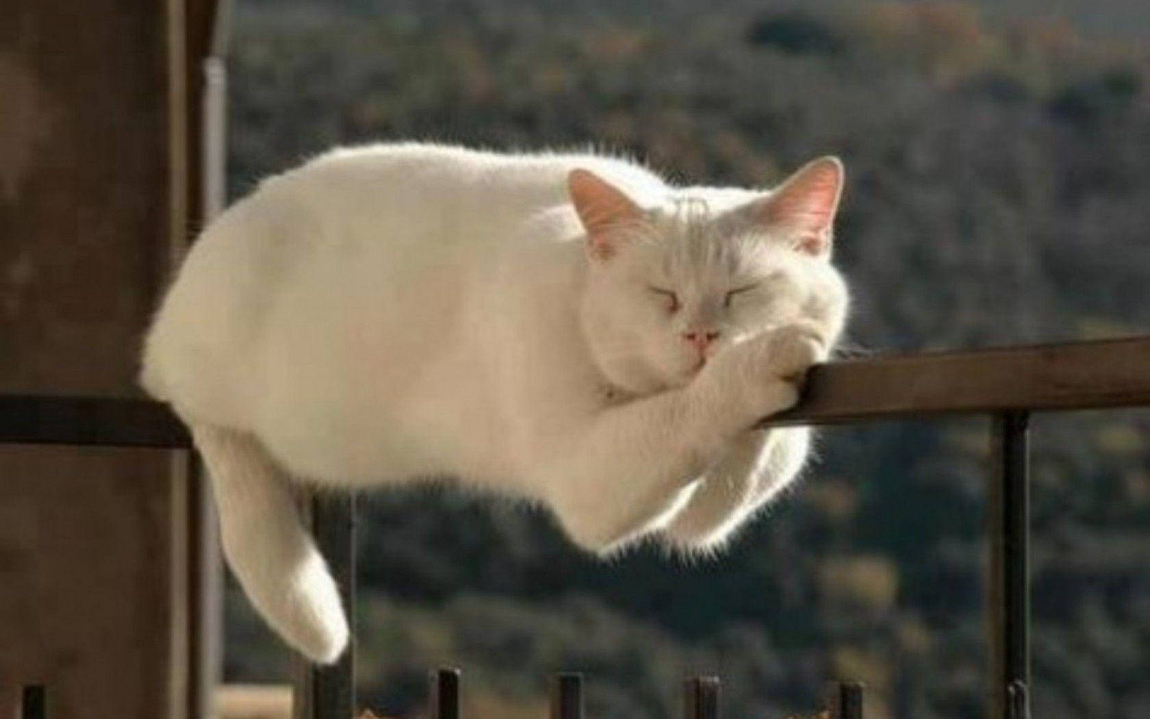 Sleeping Cat Funny Meme