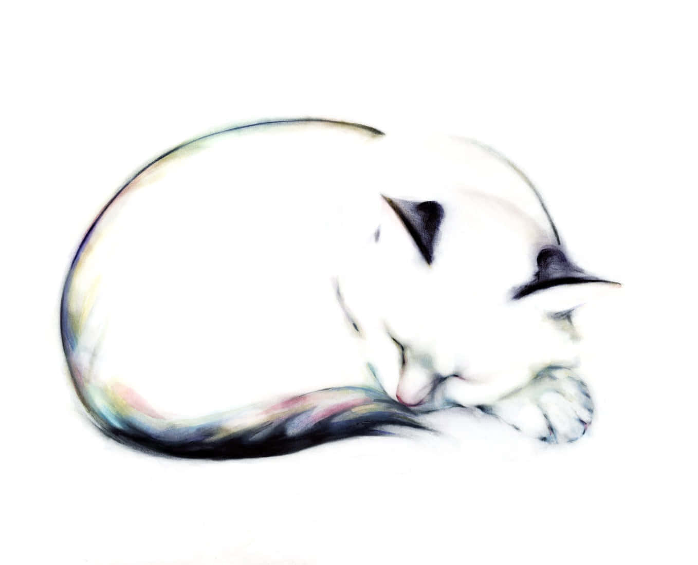 A White Cat Is Sleeping On A White Background