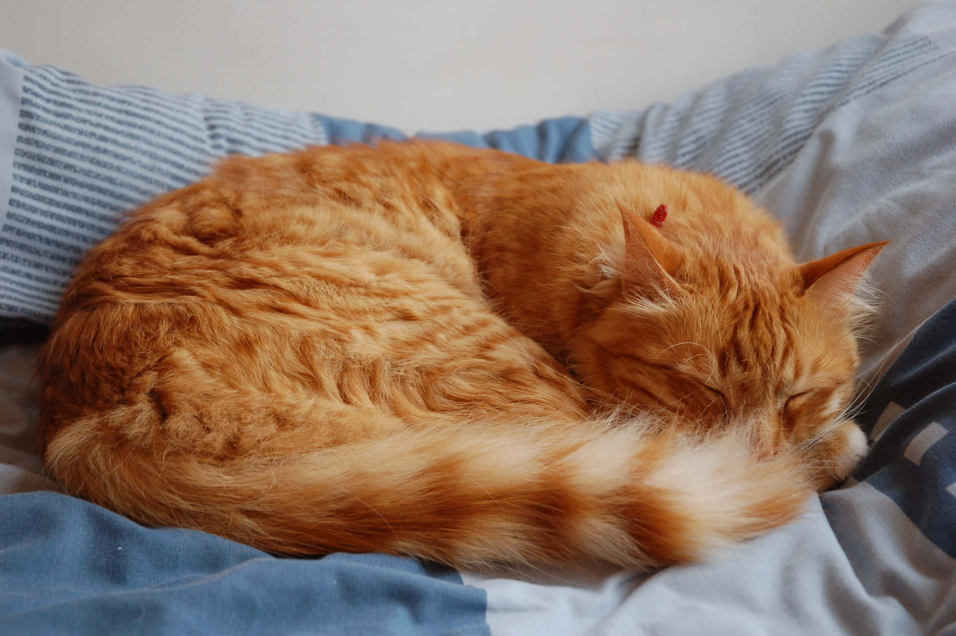 A Cat Curled Up On A Bed