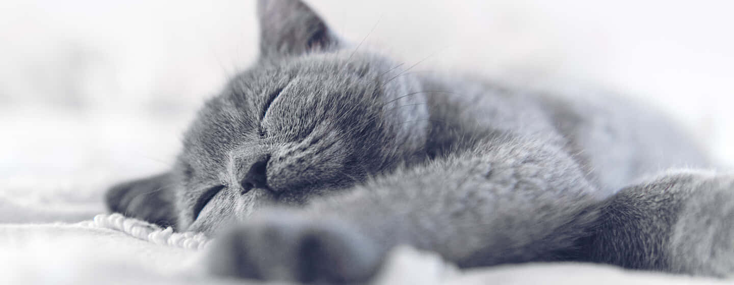 A peaceful napping cat