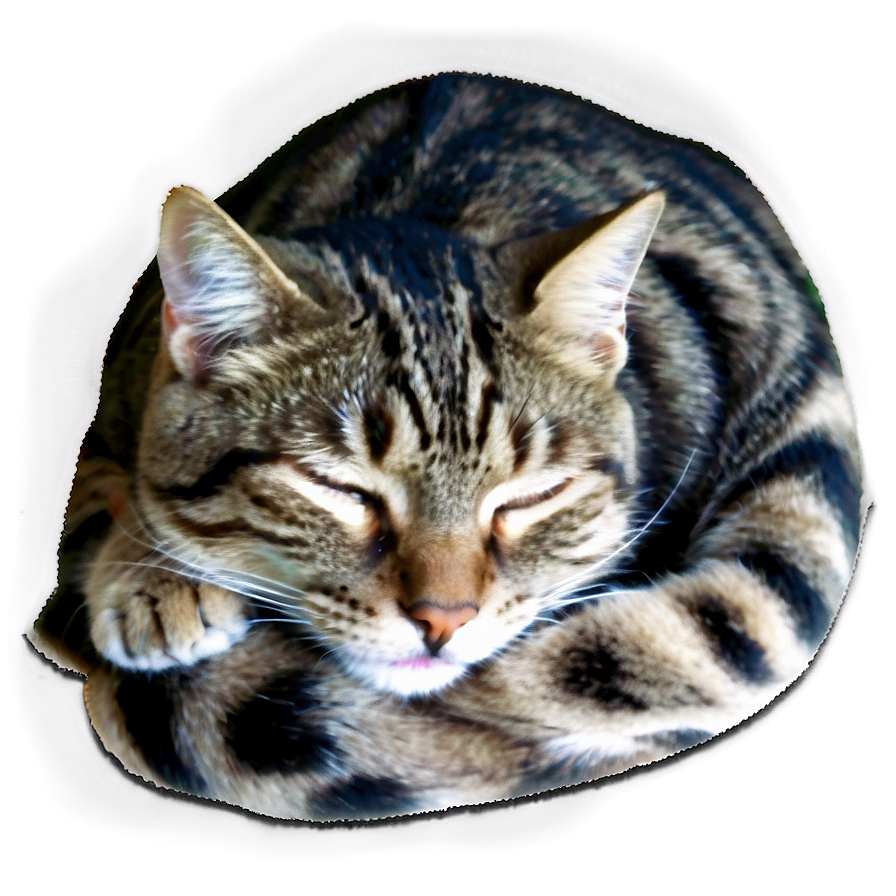 Sleeping Cat Png 36 PNG