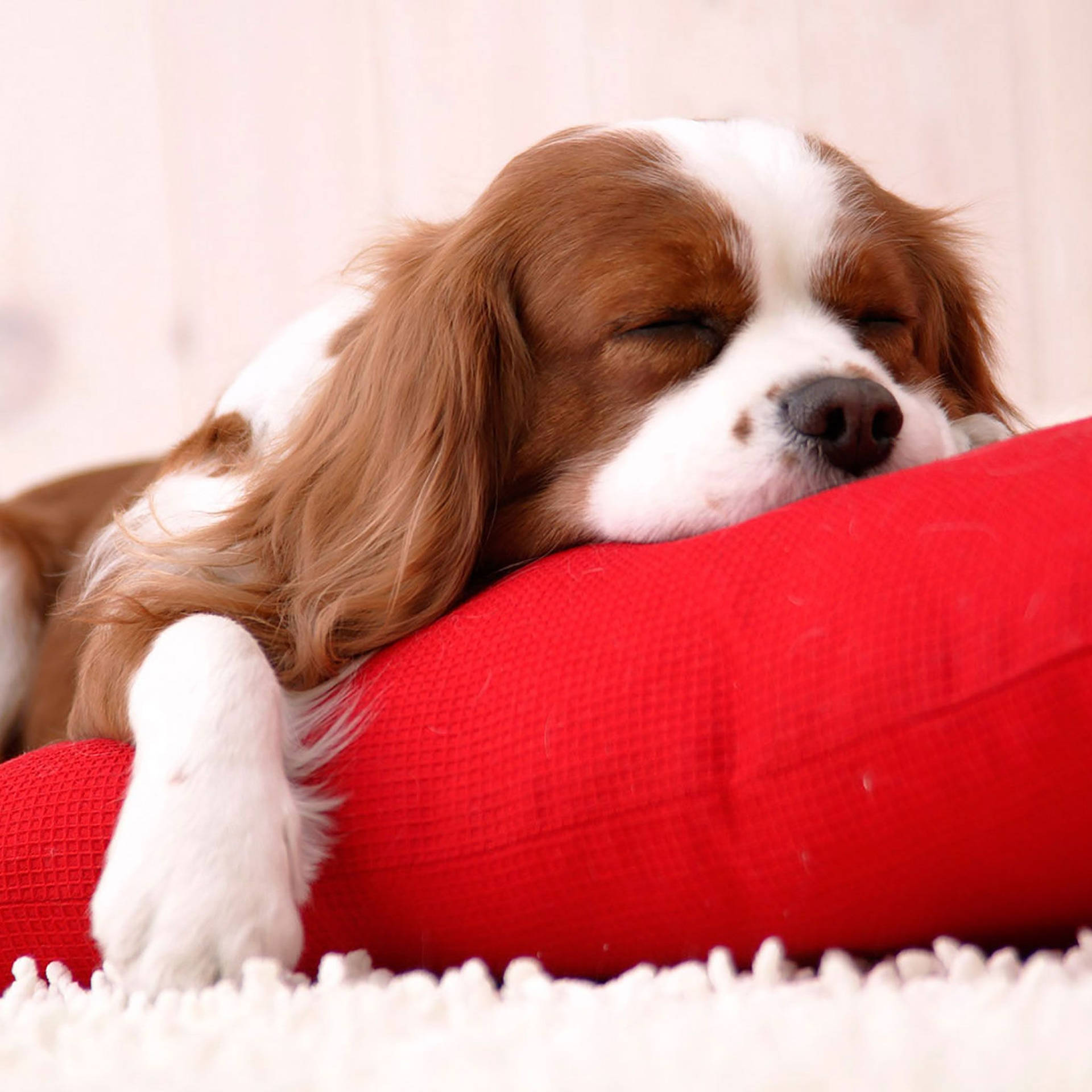 Sleeping Cavalier King Charles Spaniel Dog Background