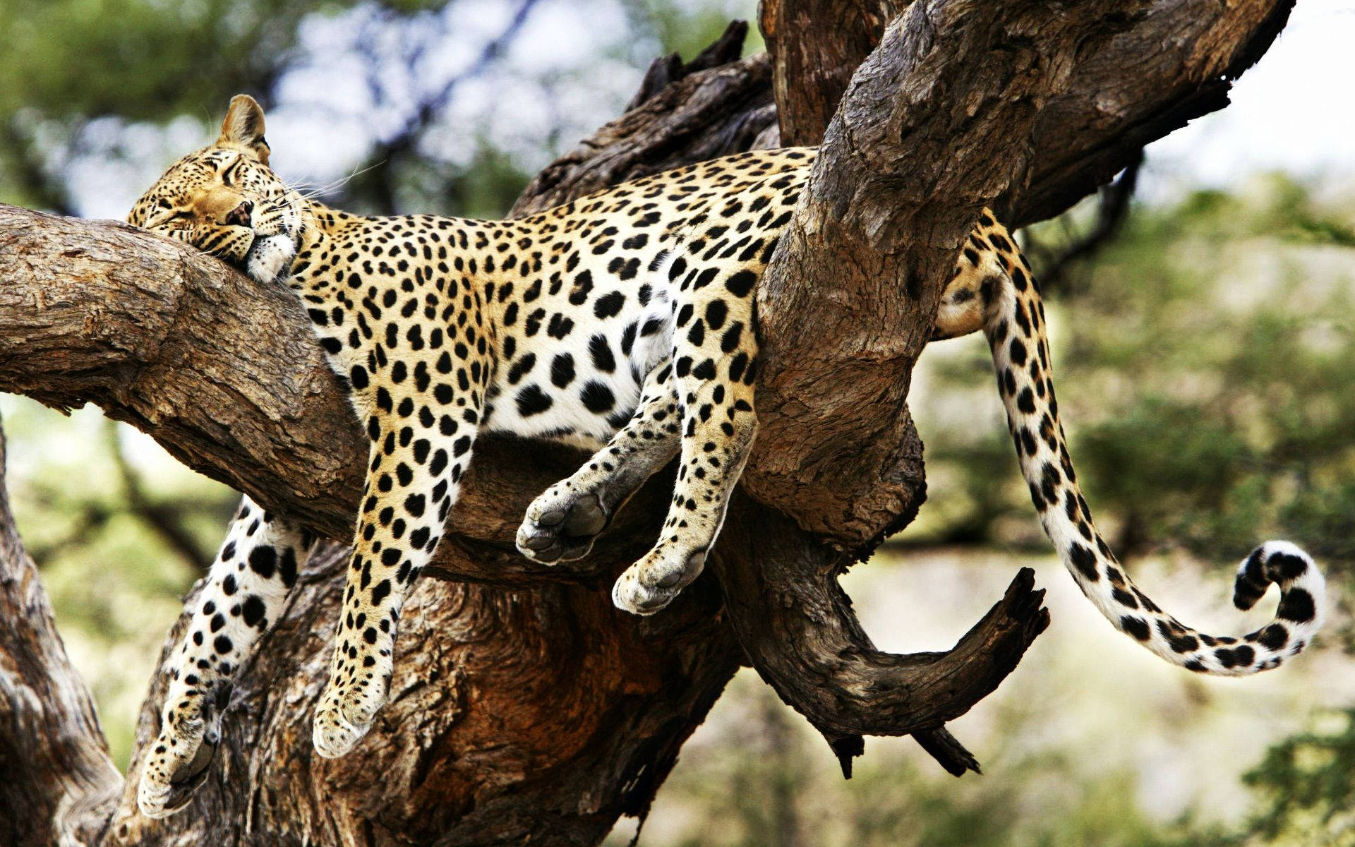 Sleeping Cheetah On A Tree Wallpaper