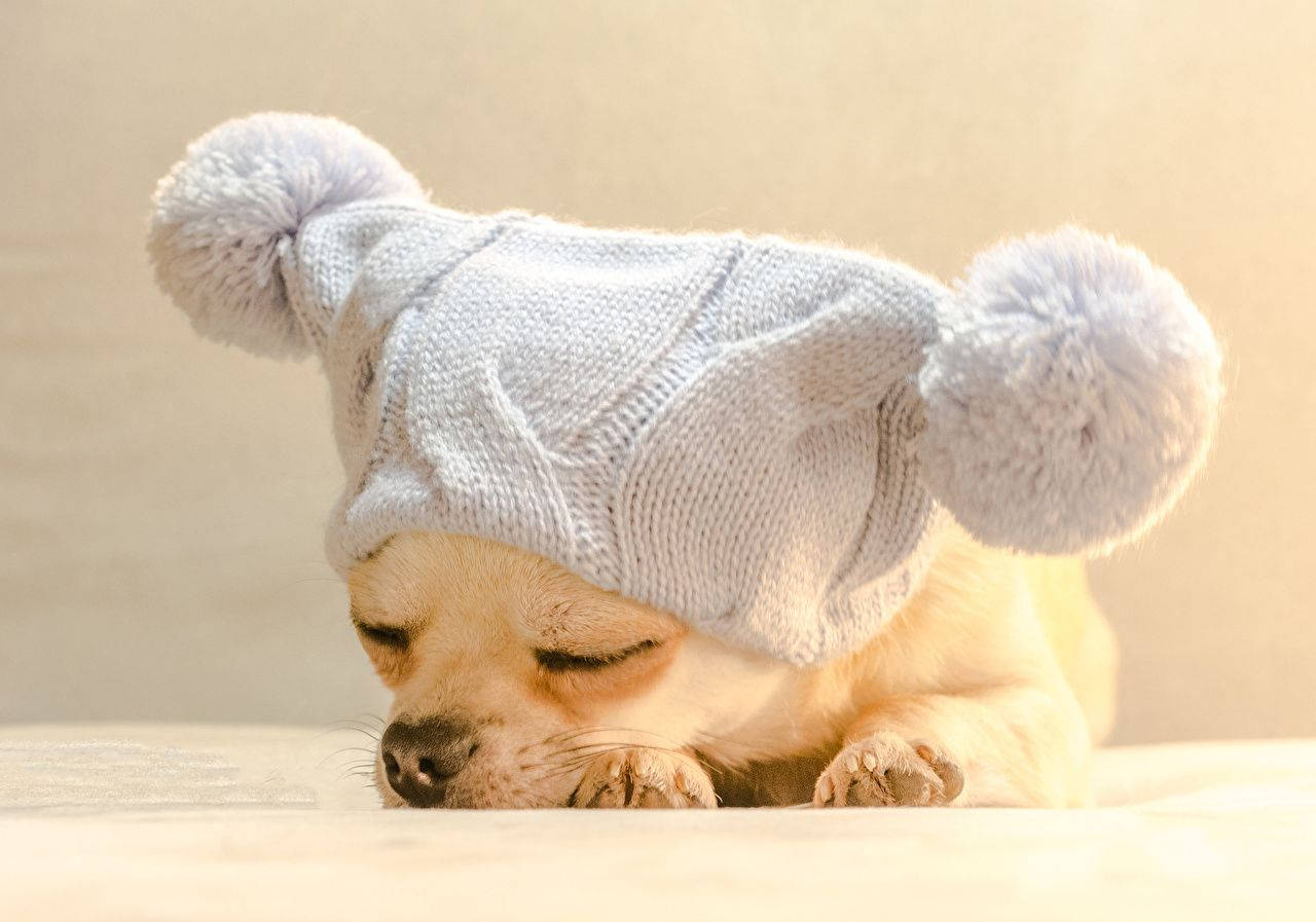 Sleeping Chihuahua Dog With A Knitted Bonnet Wallpaper