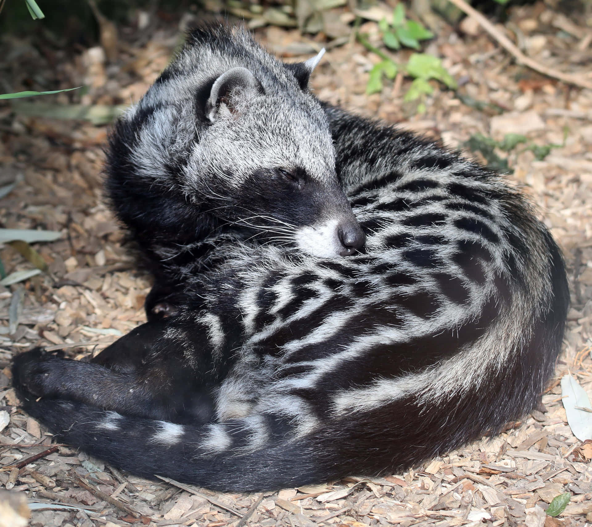 Sleeping Civet Curled Up Wallpaper