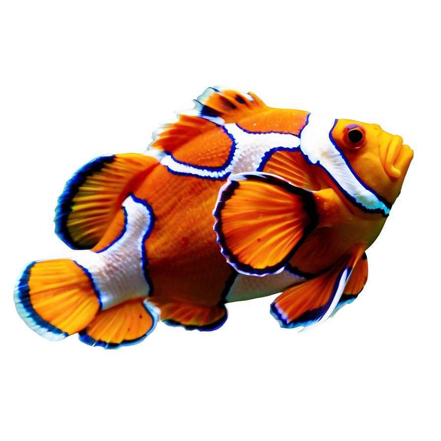 Sleeping Clownfish Png Pev PNG