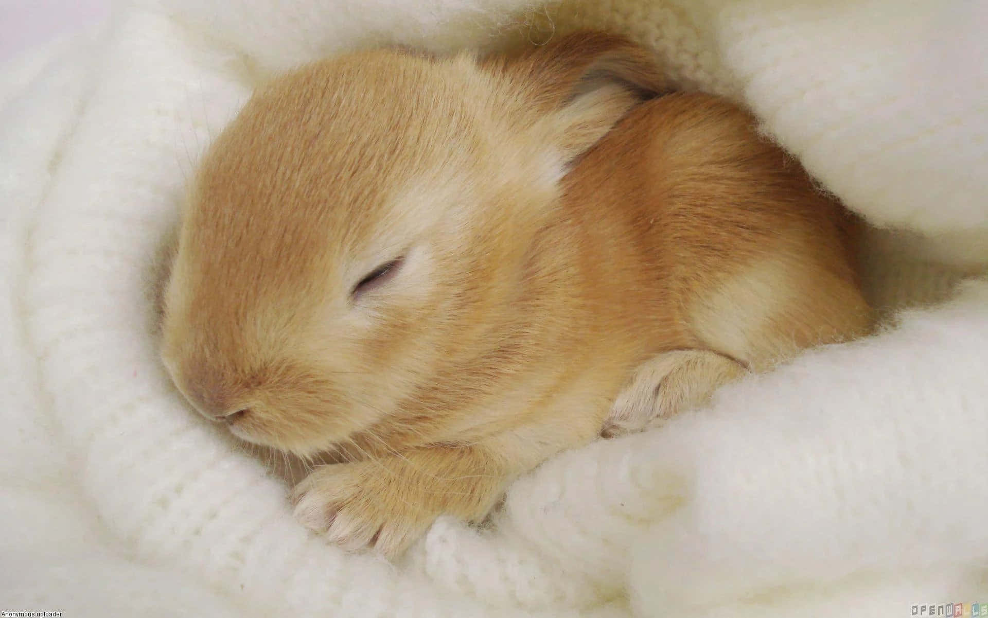 Sleeping Cute Brown Bunny Picture