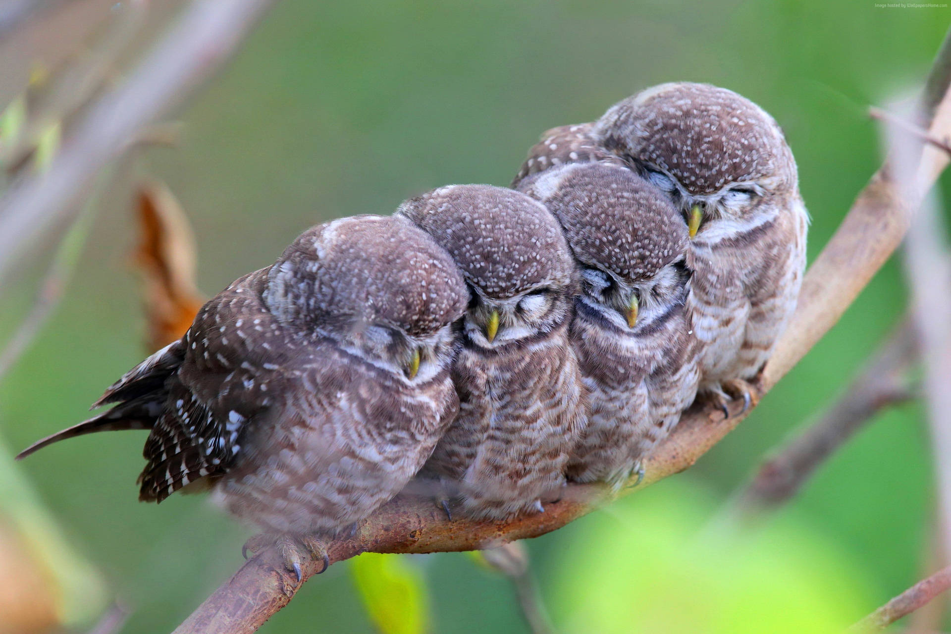 Sleeping Cute Owls Wallpaper