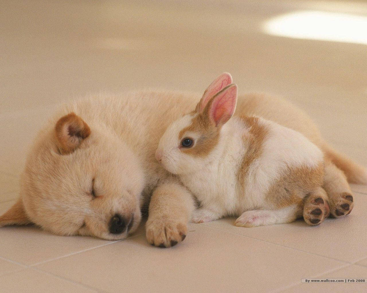Sleeping Cute Puppy With Bunny