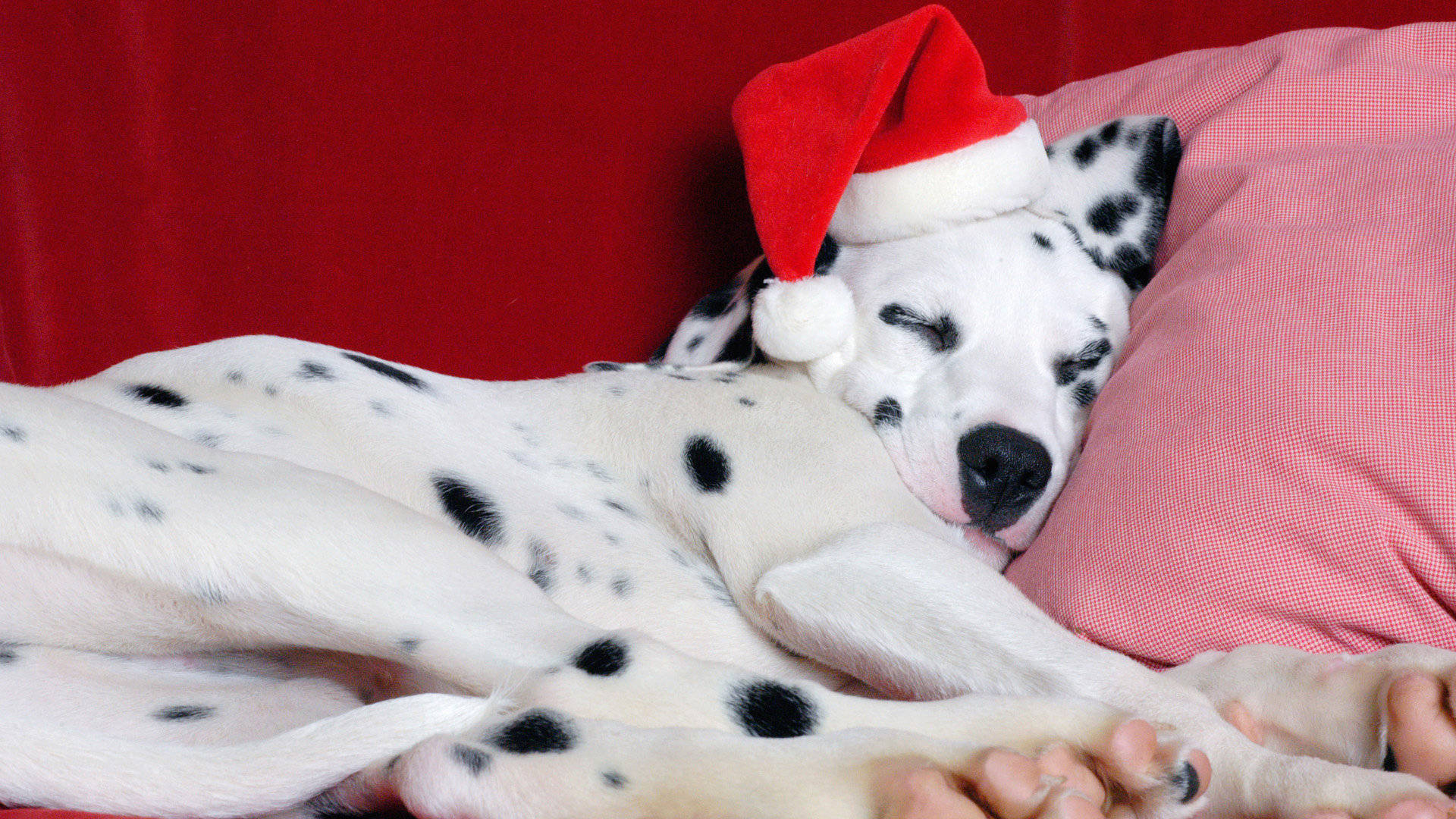 Sleeping Dalmatian In Christmas Hat