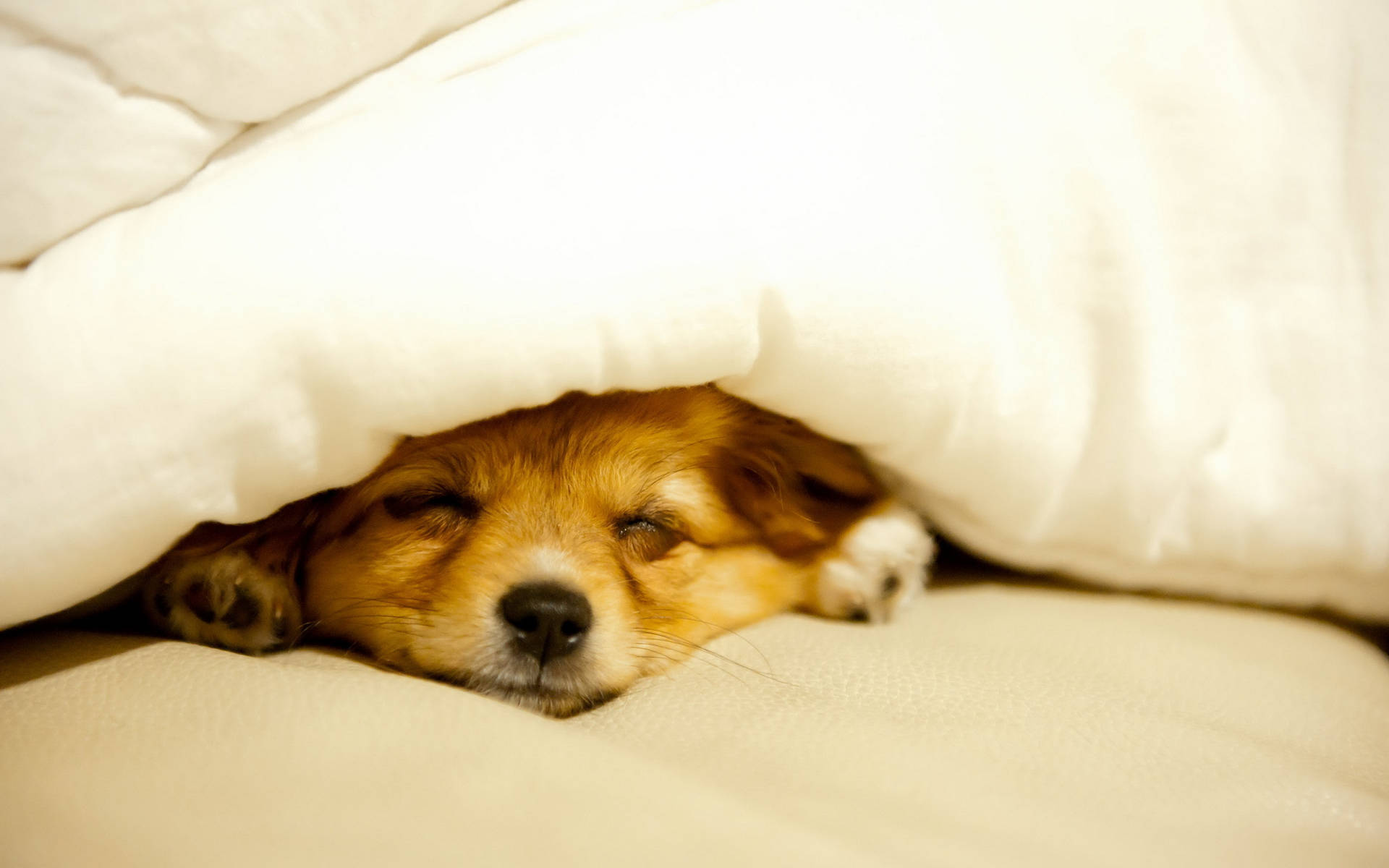 Sleeping Dog Covered With A Nice Blanket Background