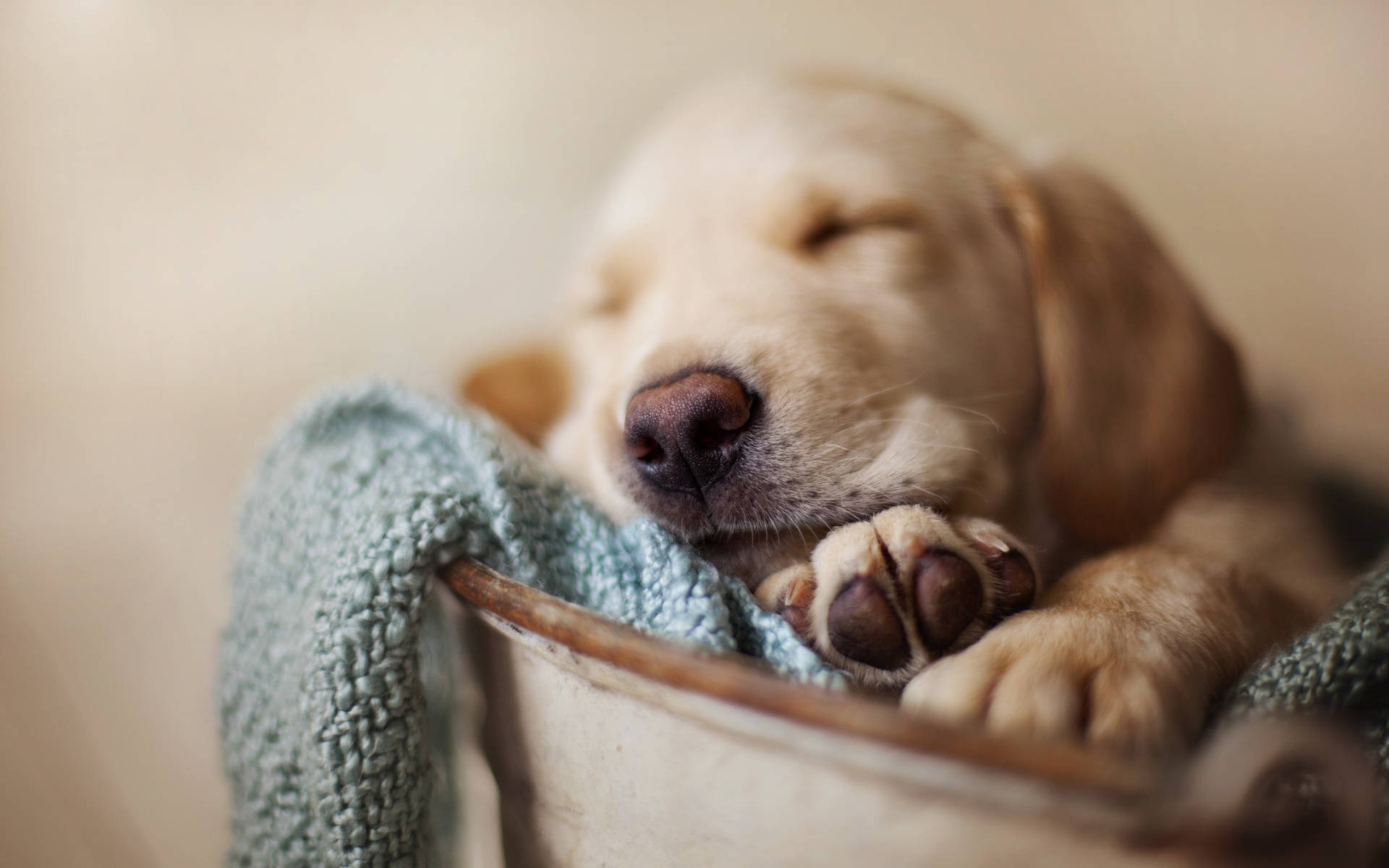 Sleeping Dog Focusing Nose And Paw Background