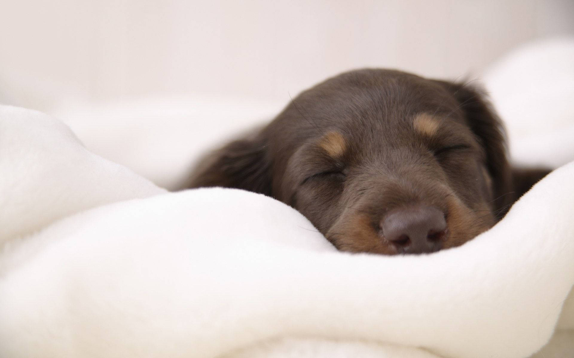 Sleeping Dog In A White Blanket Wallpaper