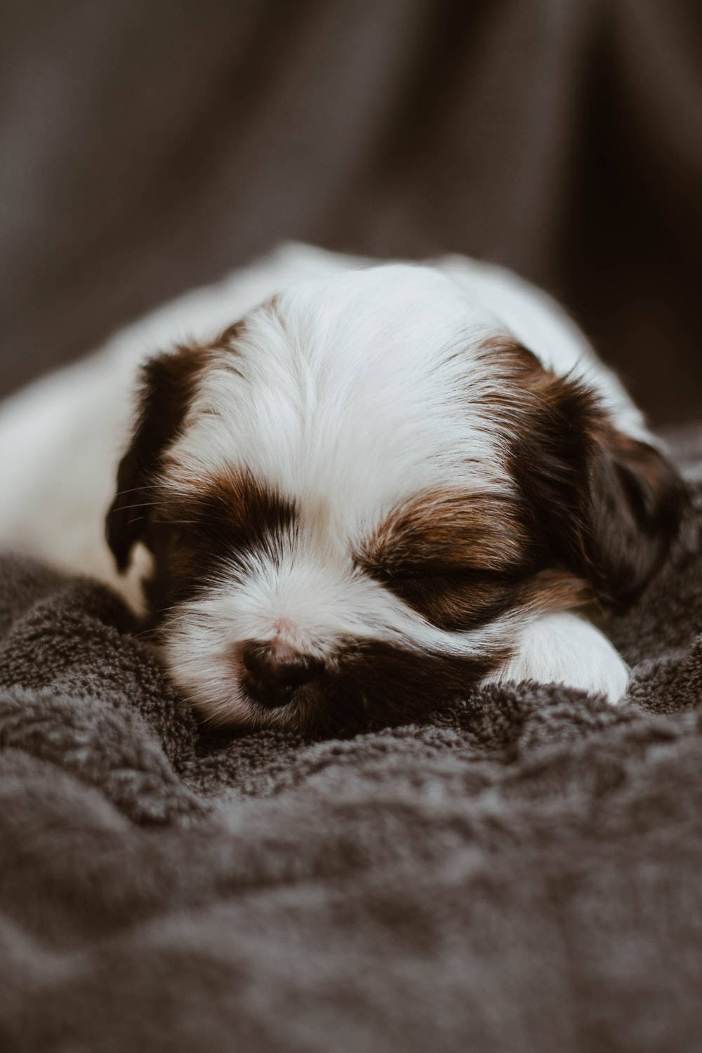 Sleeping Dog In Grey Blanket Background