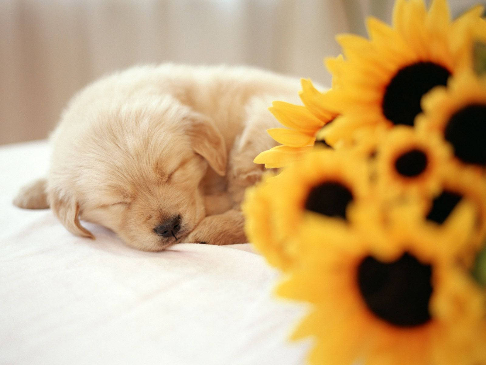 Sleeping Dog Near Sunflowers Background