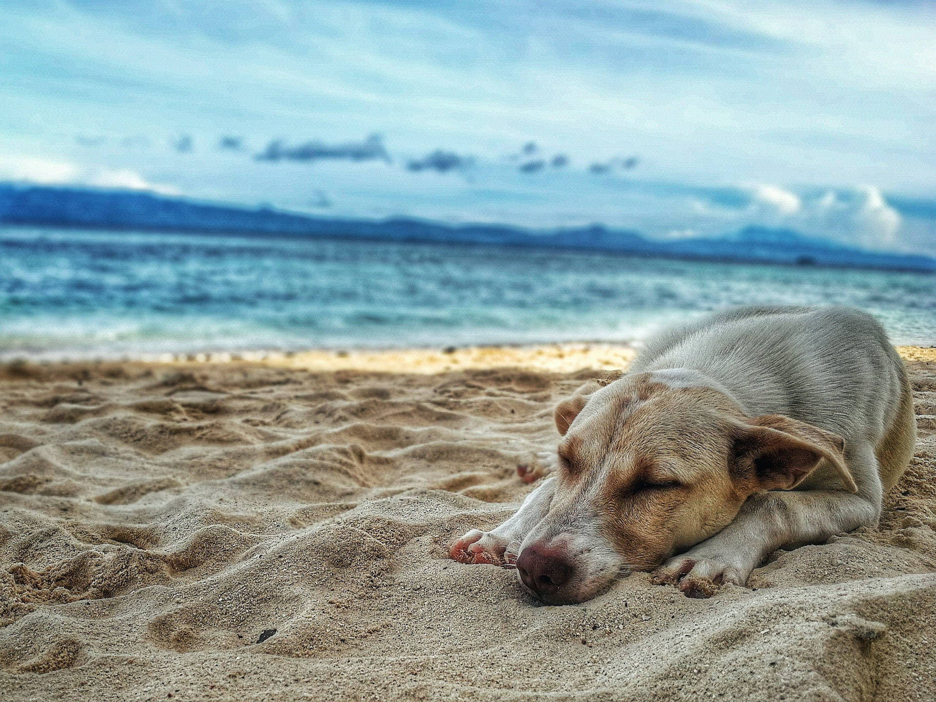 Sleeping Dog On The Beach Background