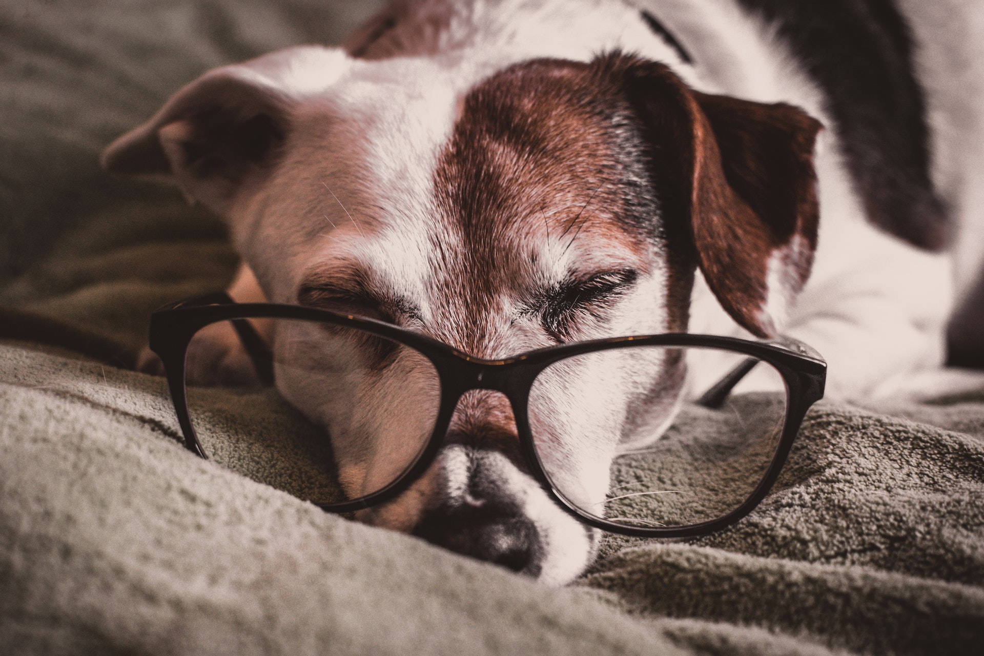 Sleeping Dog With Eyeglasses Background