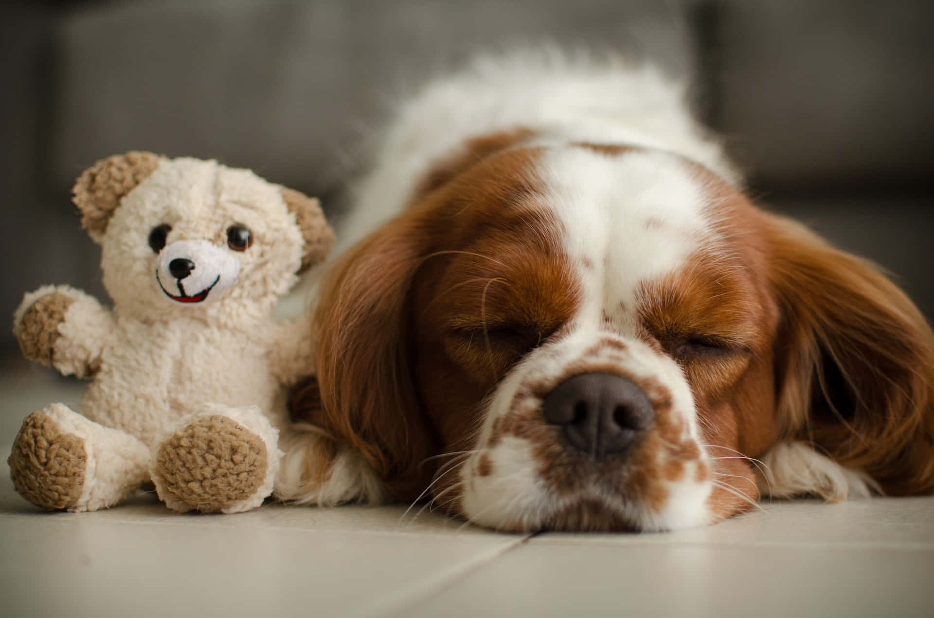 Slapende Hond En Teddybeer.jpg Achtergrond