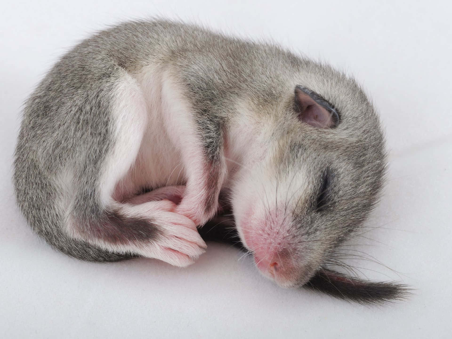 Sleeping Dormouse Curled Up Wallpaper