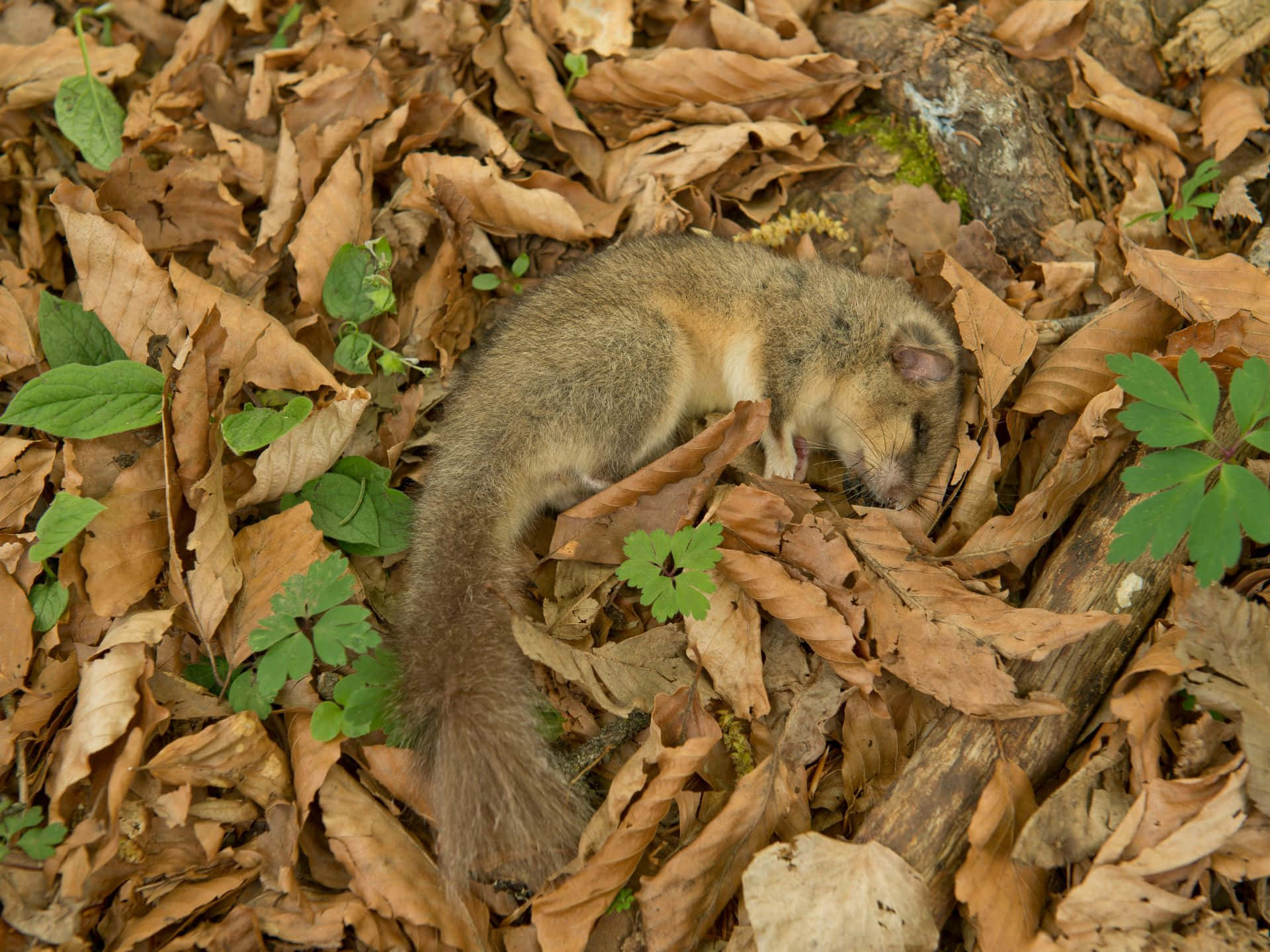 Sleeping Dormousein Forest Leaves.jpg Wallpaper