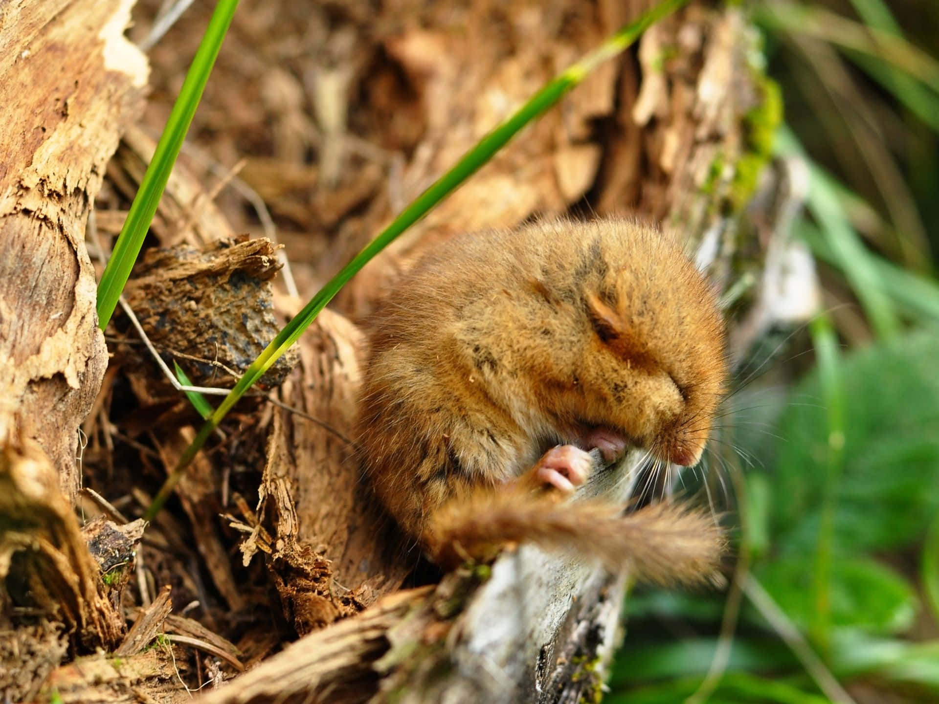 Sleeping Dormousein Nature.jpg Wallpaper