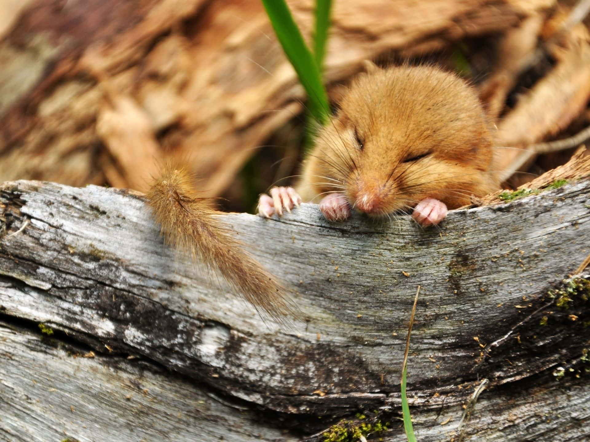 Sleeping Dormouseon Log Wallpaper