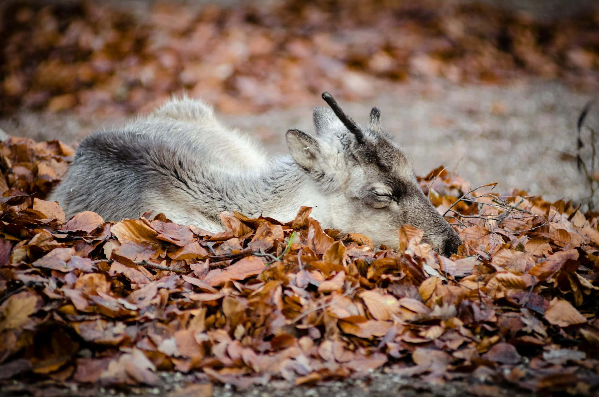 Sleeping Fawnin Autumn Leaves Wallpaper