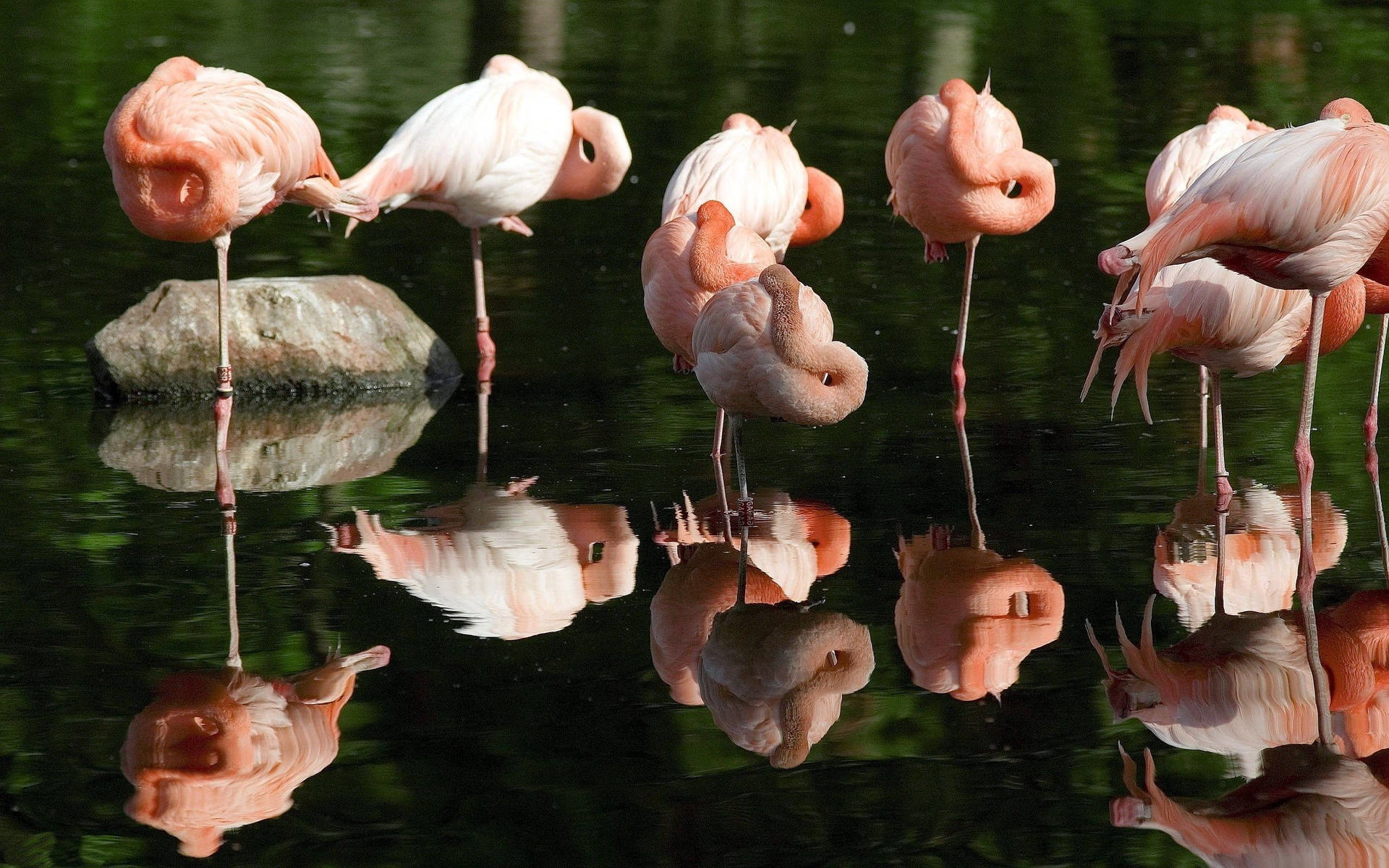 Sleeping Flock Of Flamingos Wallpaper