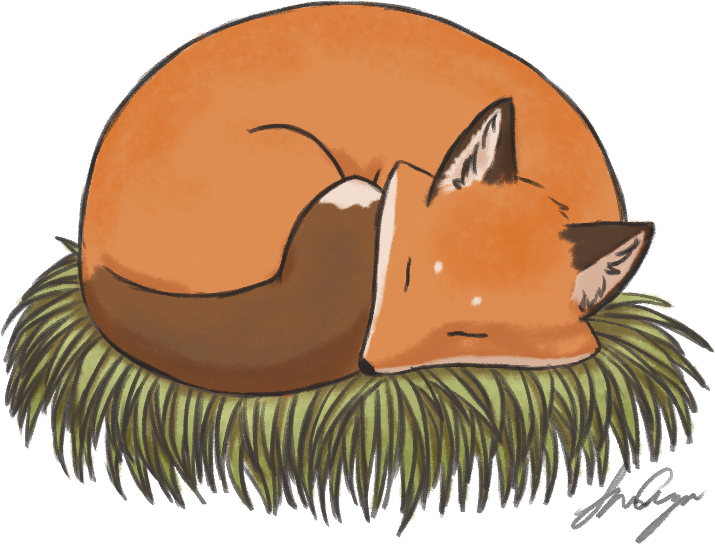 Sleeping Fox Illustration PNG
