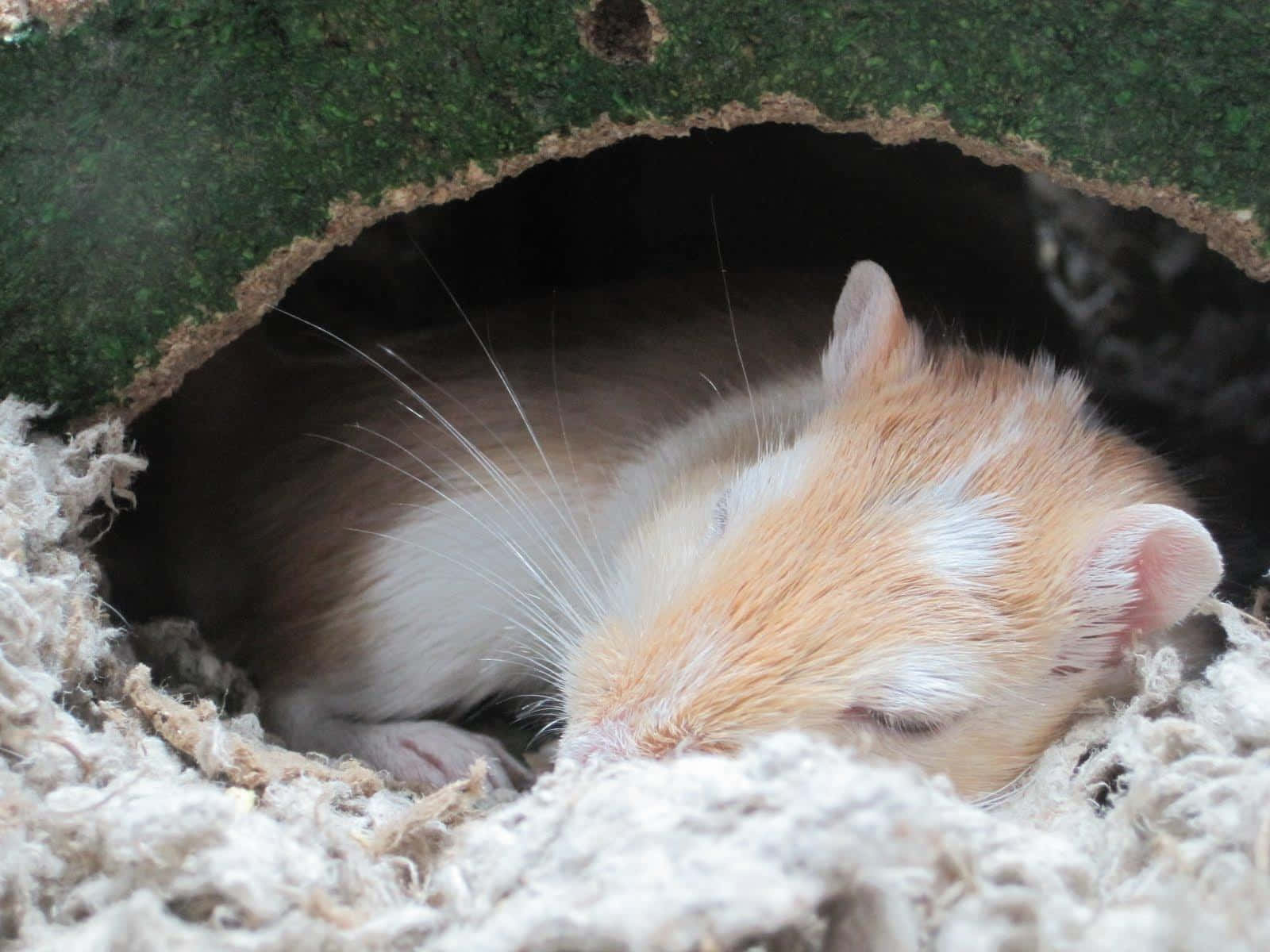 Sleeping Gerbil Cozy Hideout.jpg Wallpaper