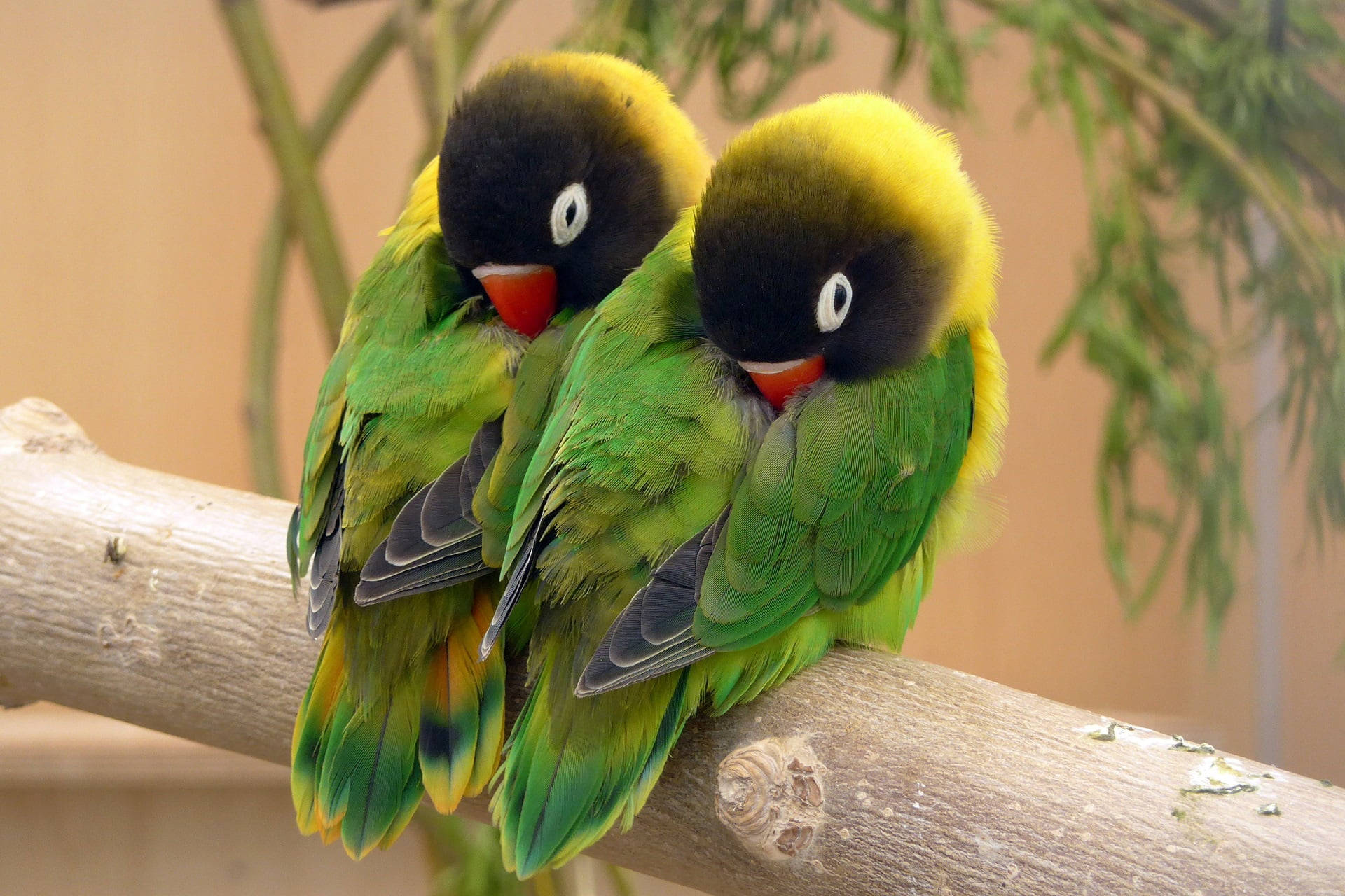 Sleeping Green Love Birds Wallpaper