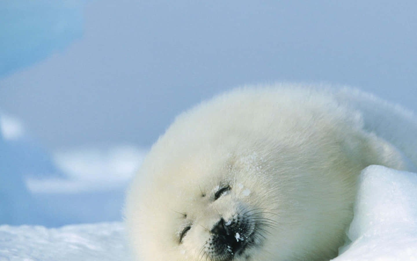Sleeping Harp Seal Pupon Ice Wallpaper