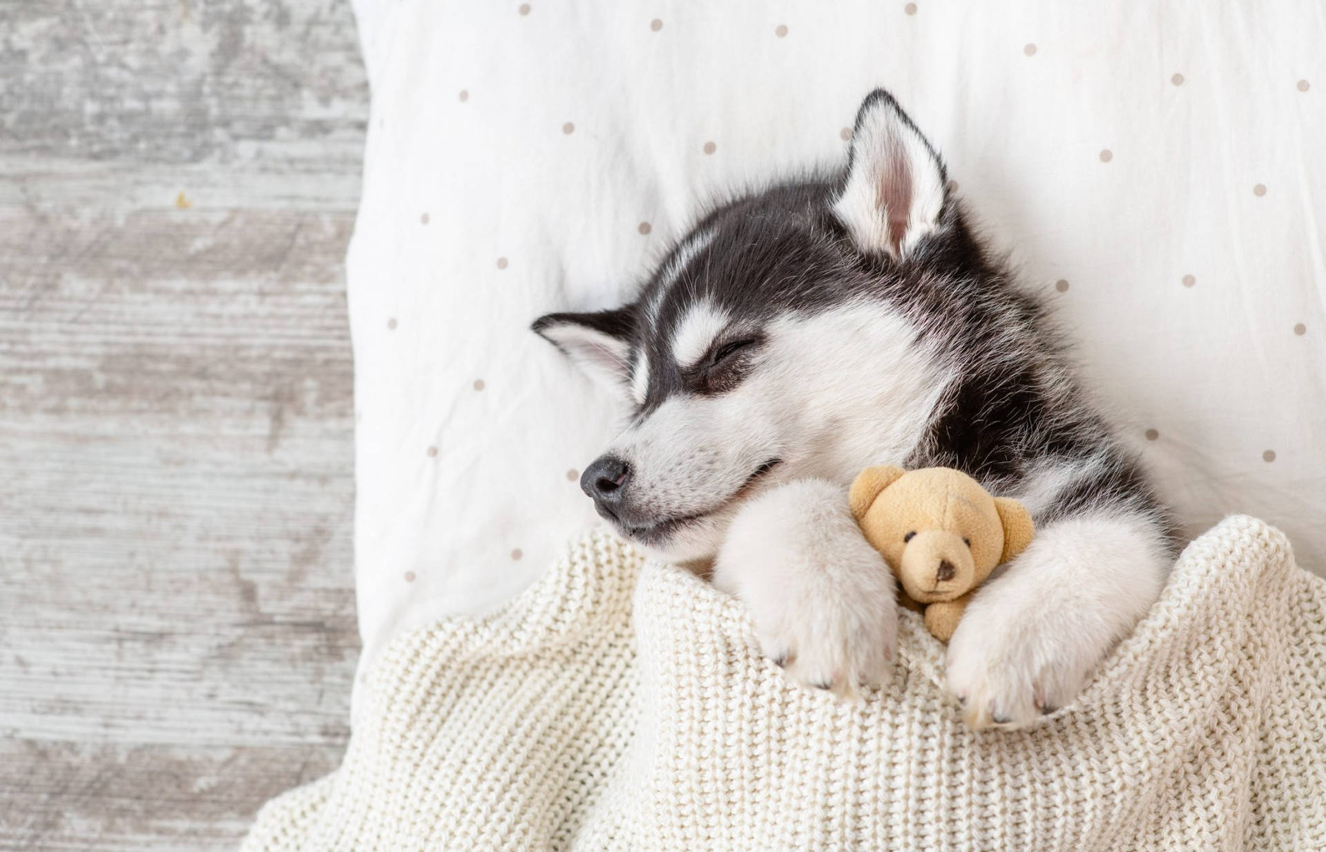 Sleeping Husky Puppy Background