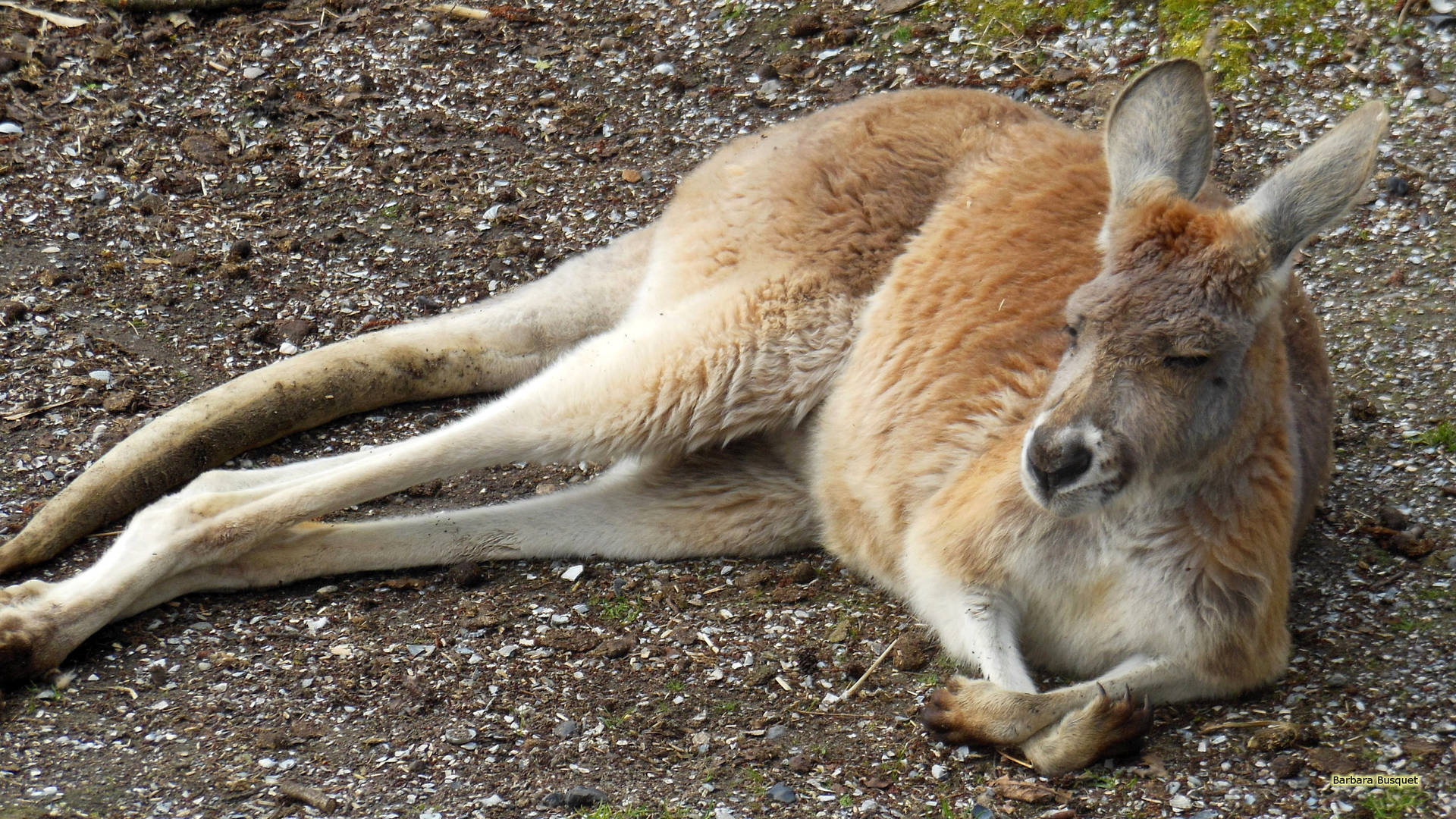 Kangurudormindo. Papel de Parede