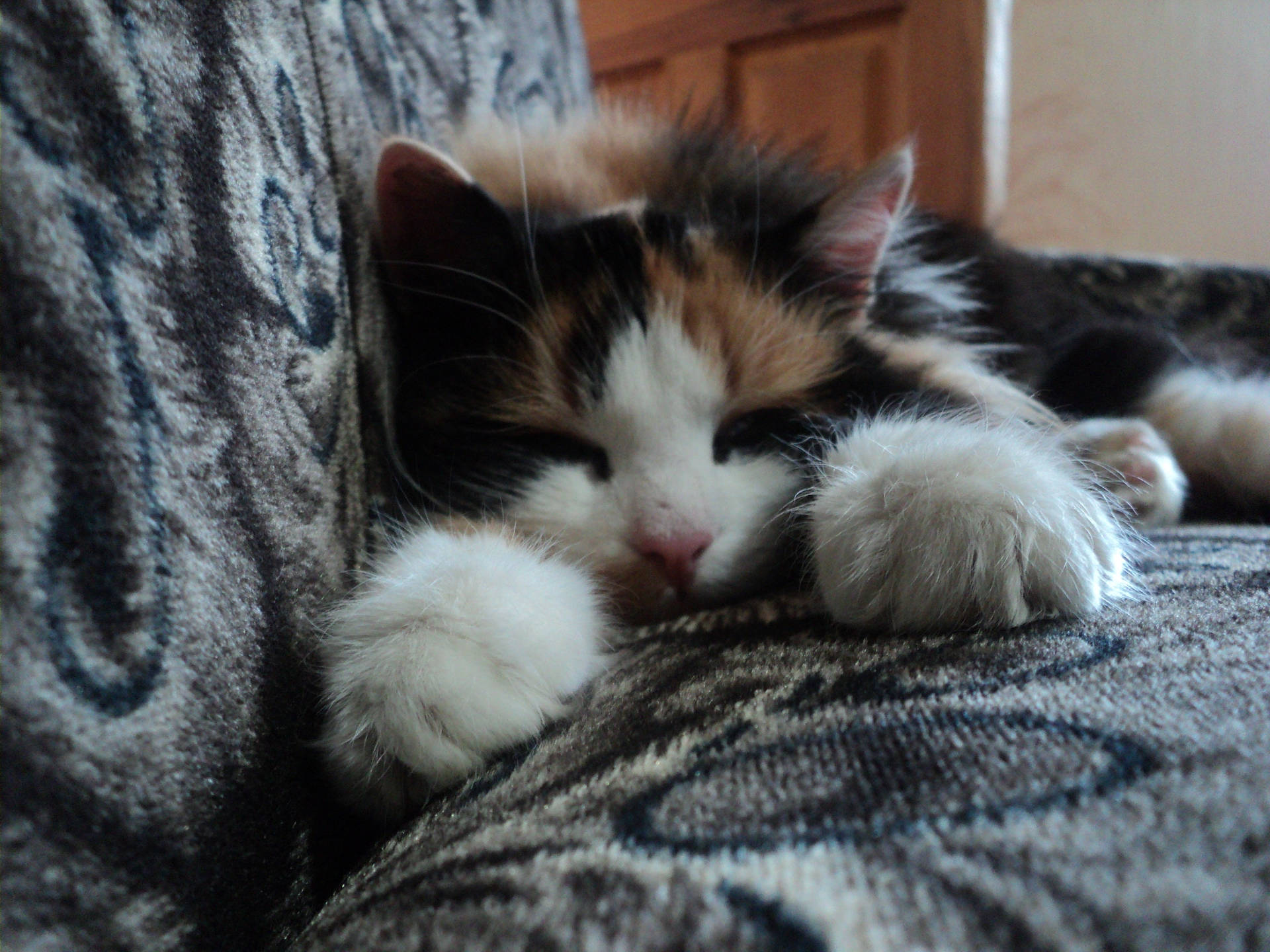 Sleeping Kitten On A Sofa Wallpaper